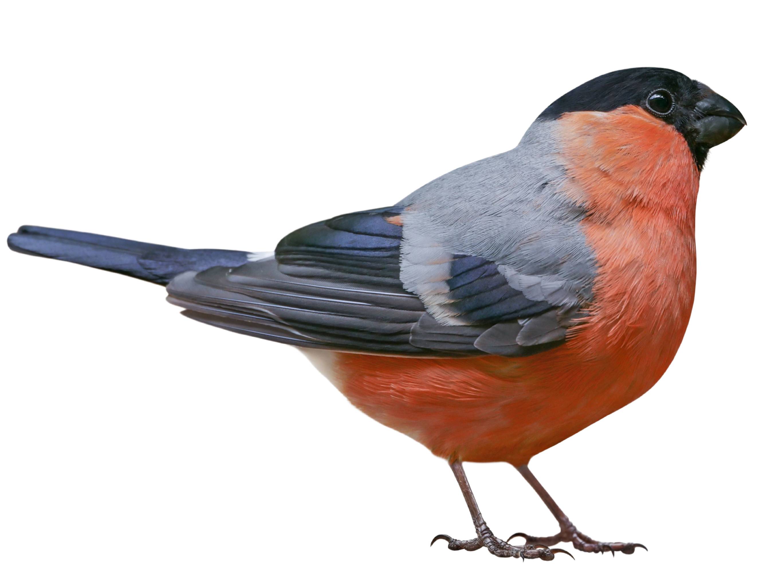 A photo of a Eurasian Bullfinch (Pyrrhula pyrrhula), male