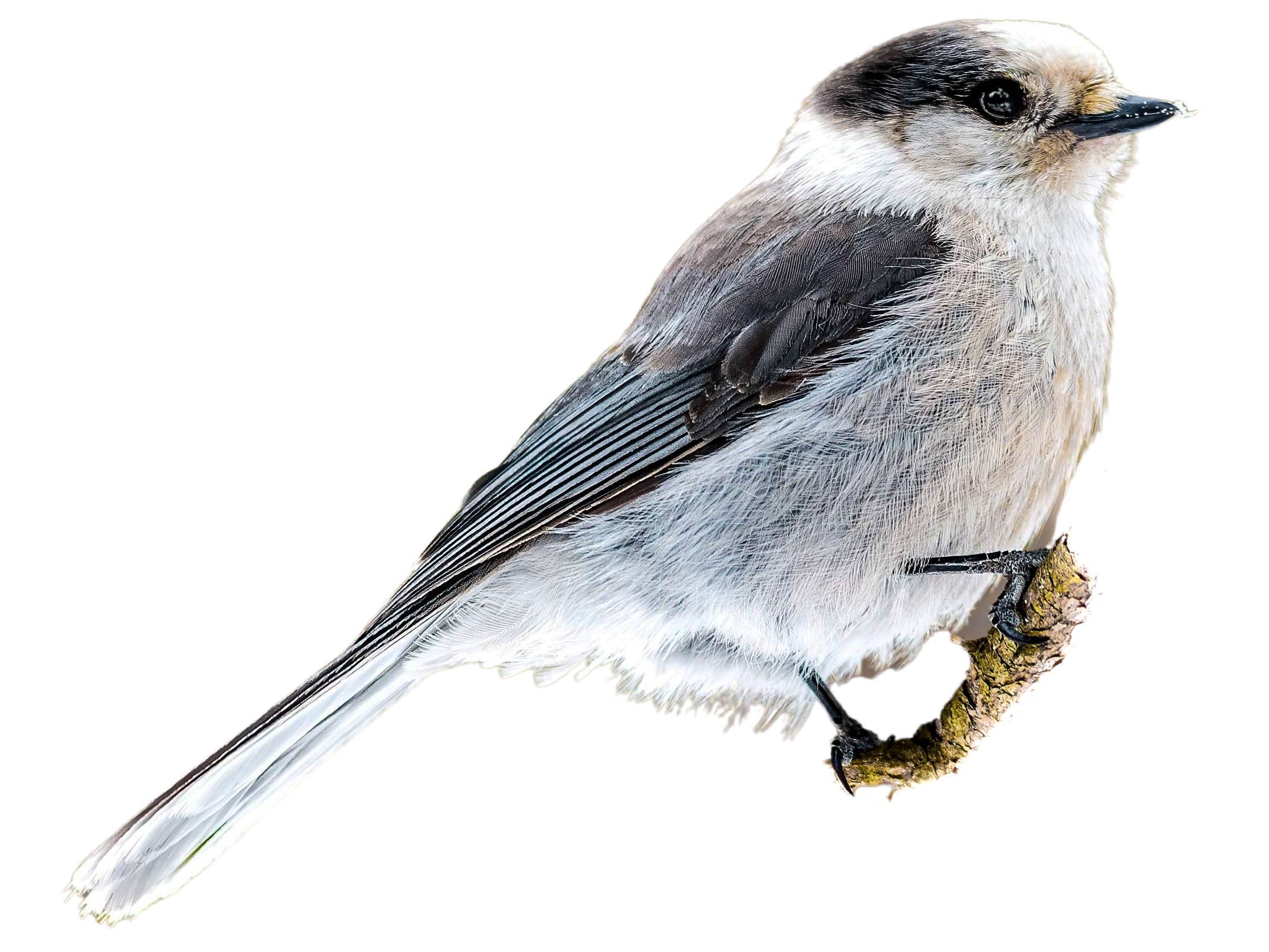 A photo of a Canada Jay (Perisoreus canadensis)