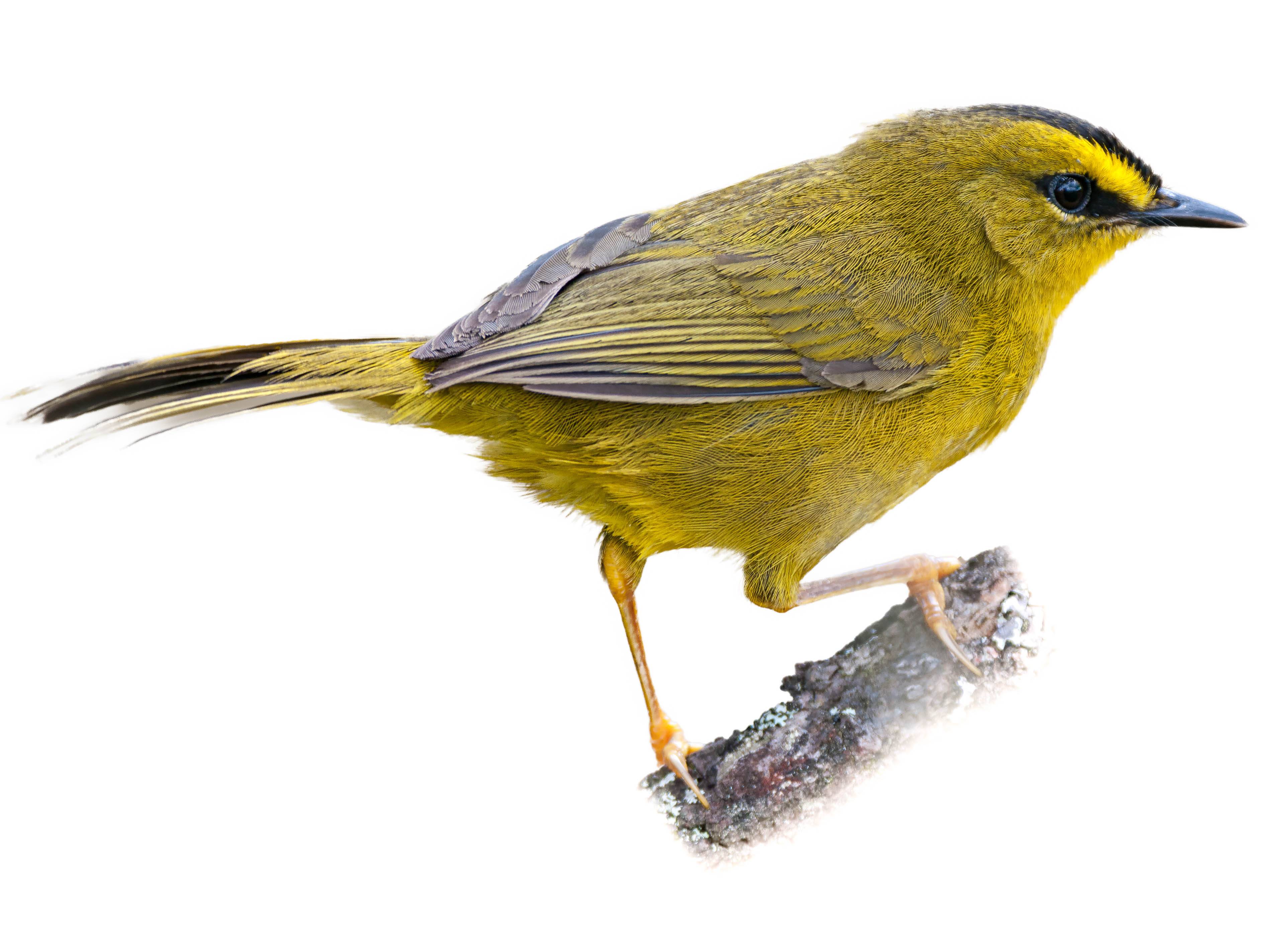 A photo of a Black-crested Warbler (Myiothlypis nigrocristata)