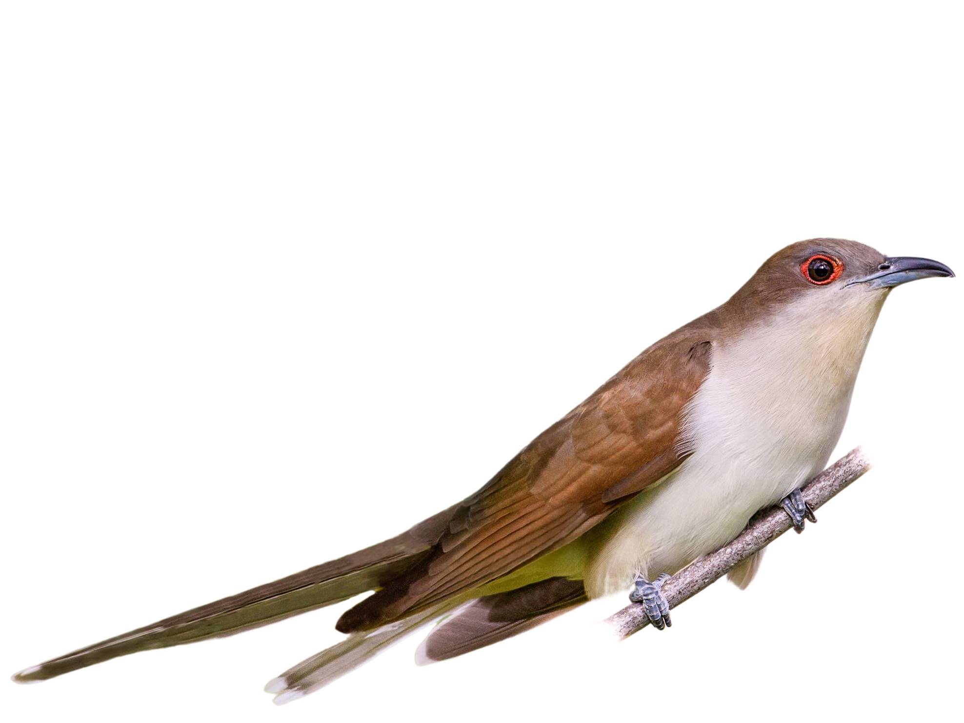 A photo of a Black-billed Cuckoo (Coccyzus erythropthalmus)