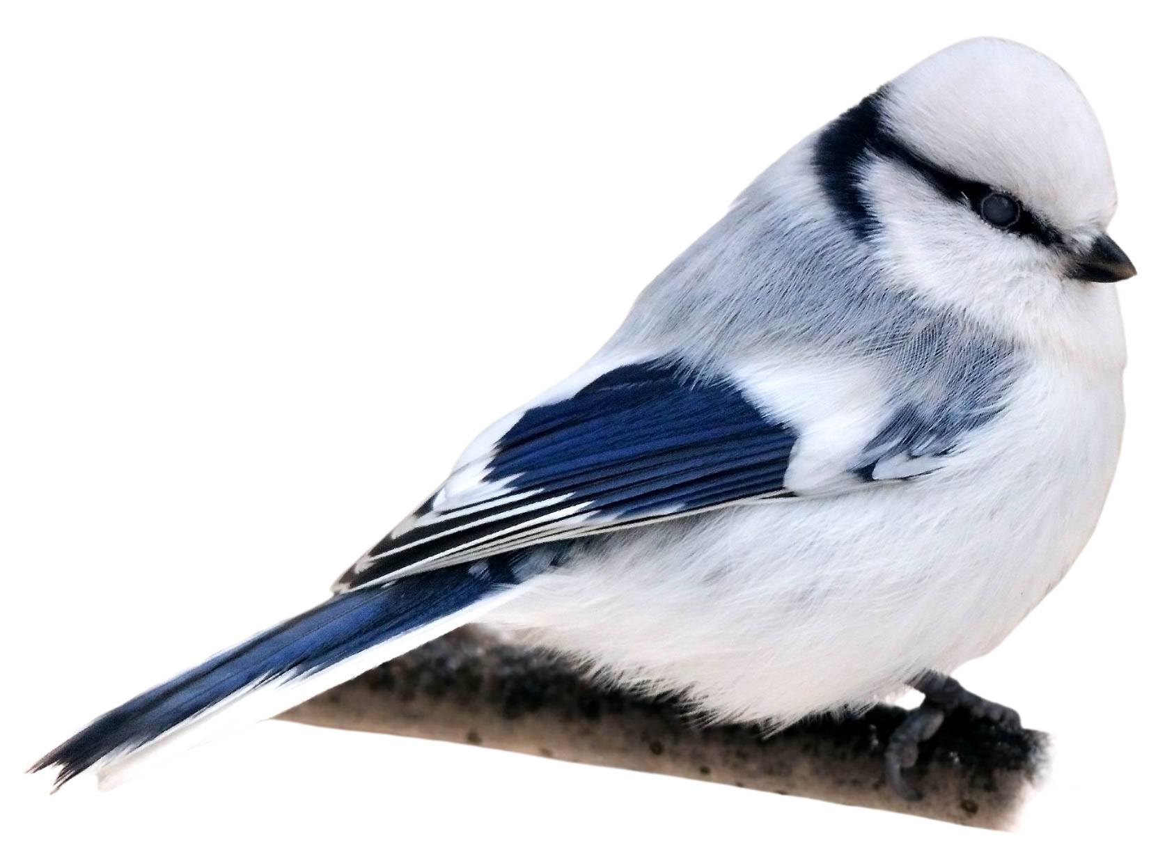 A photo of a Azure Tit (Cyanistes cyanus)