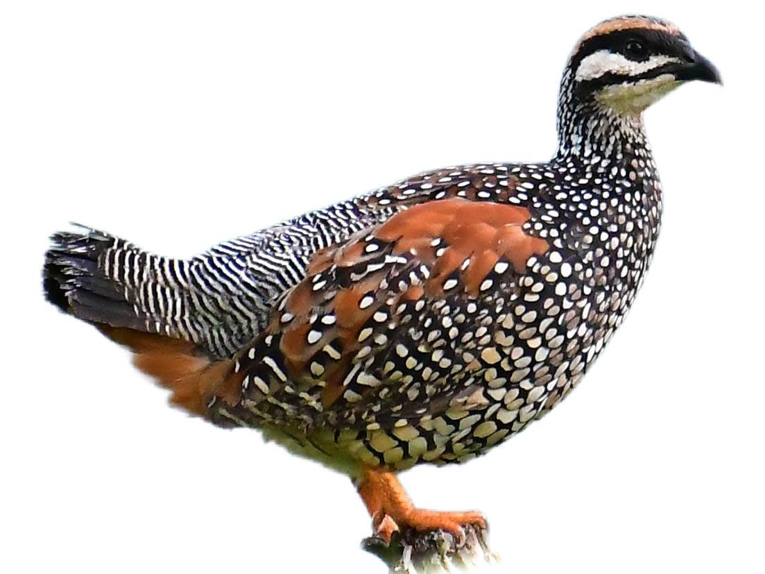 A photo of a Chinese Francolin (Francolinus pintadeanus)