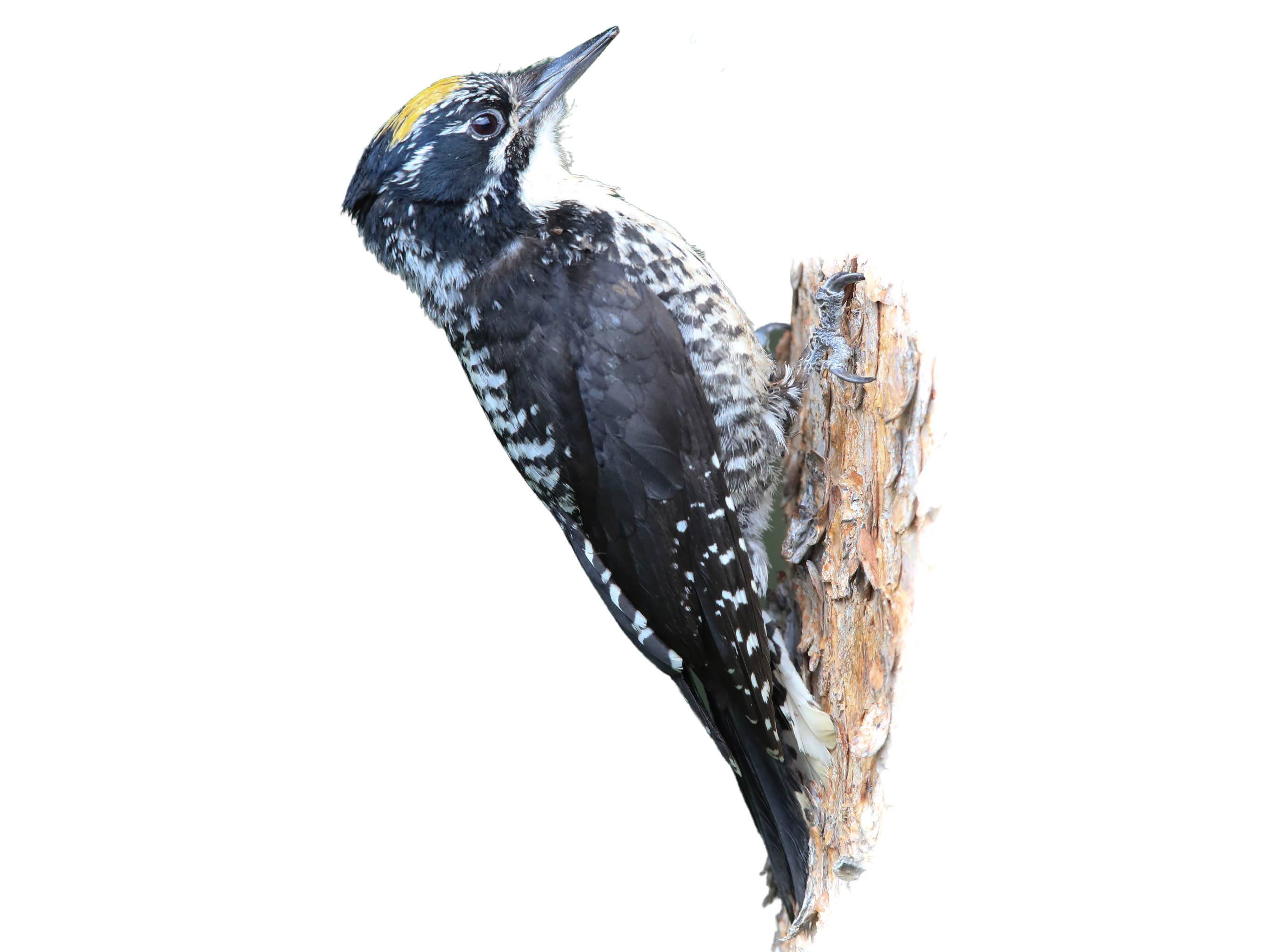 A photo of a American Three-toed Woodpecker (Picoides dorsalis), male