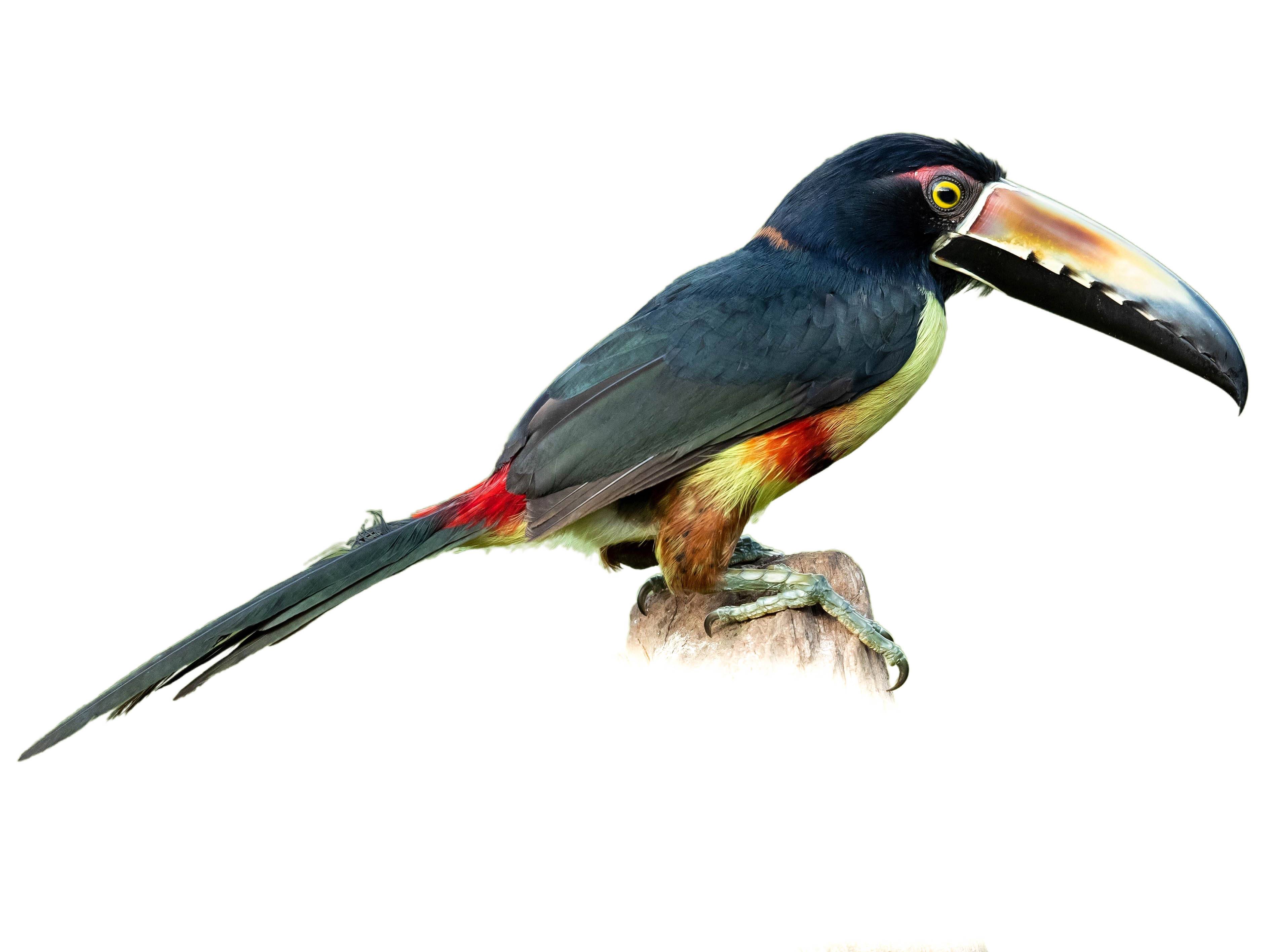 A photo of a Collared Aracari (Pteroglossus torquatus)