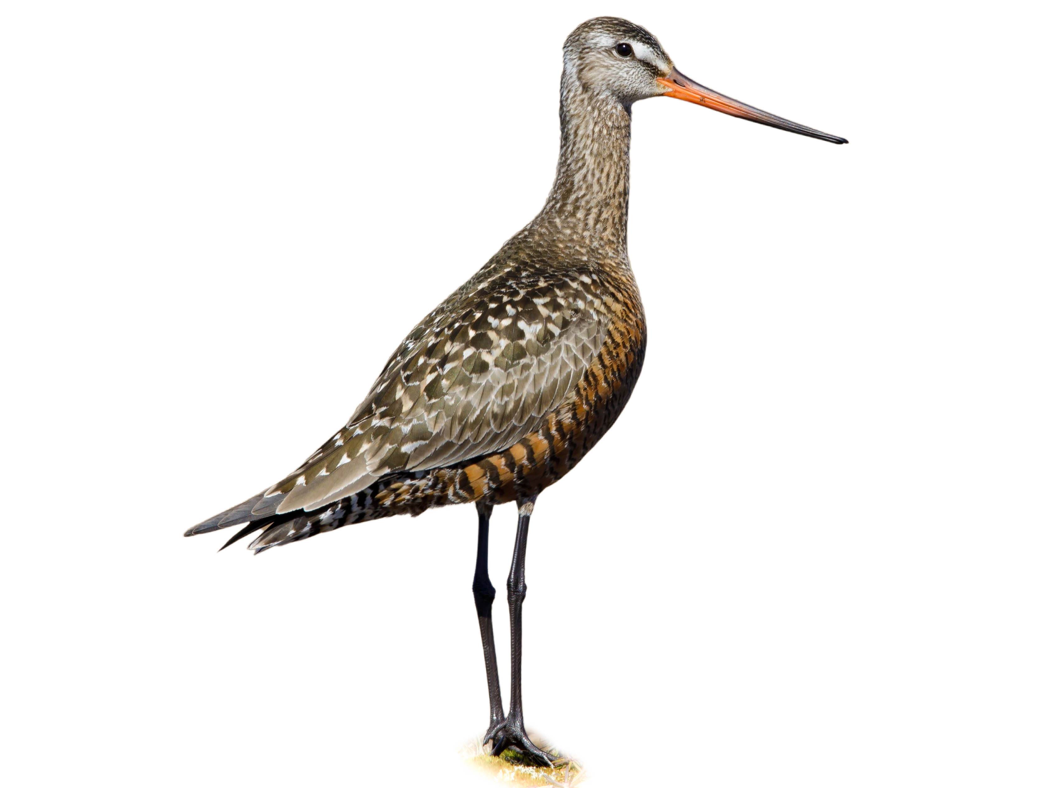 A photo of a Hudsonian Godwit (Limosa haemastica)