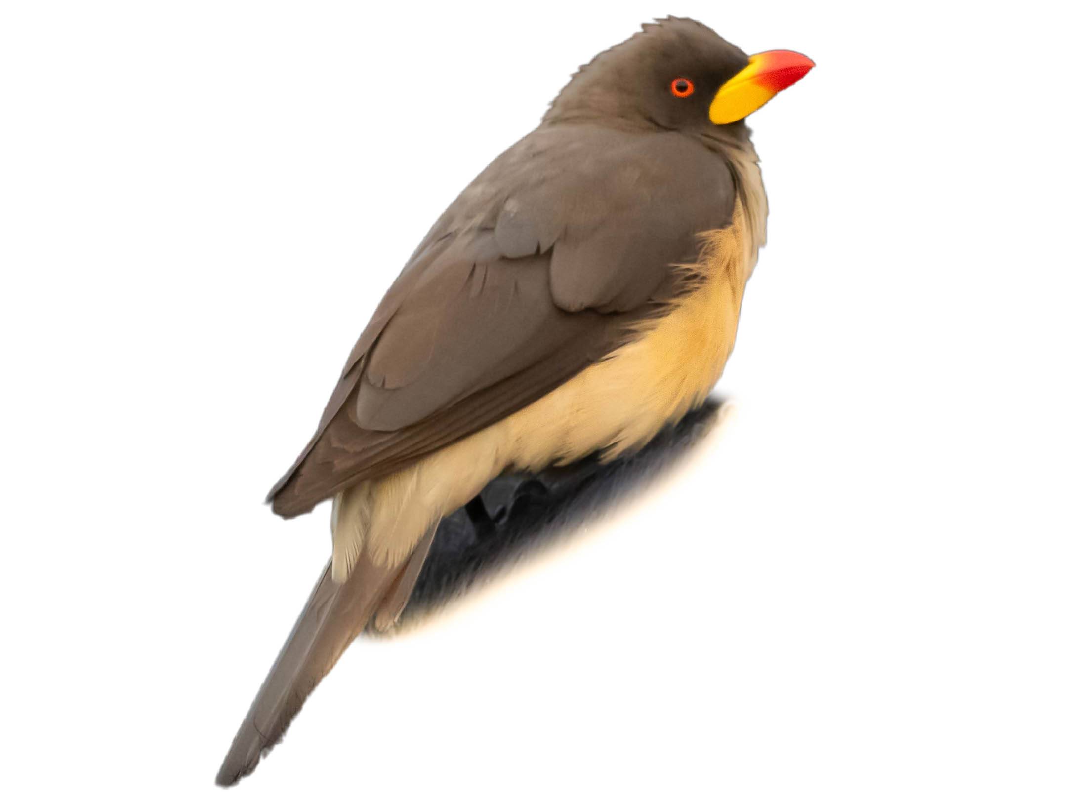 A photo of a Yellow-billed Oxpecker (Buphagus africanus)