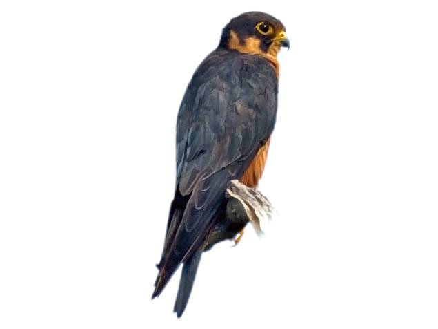 A photo of a African Hobby (Falco cuvierii)