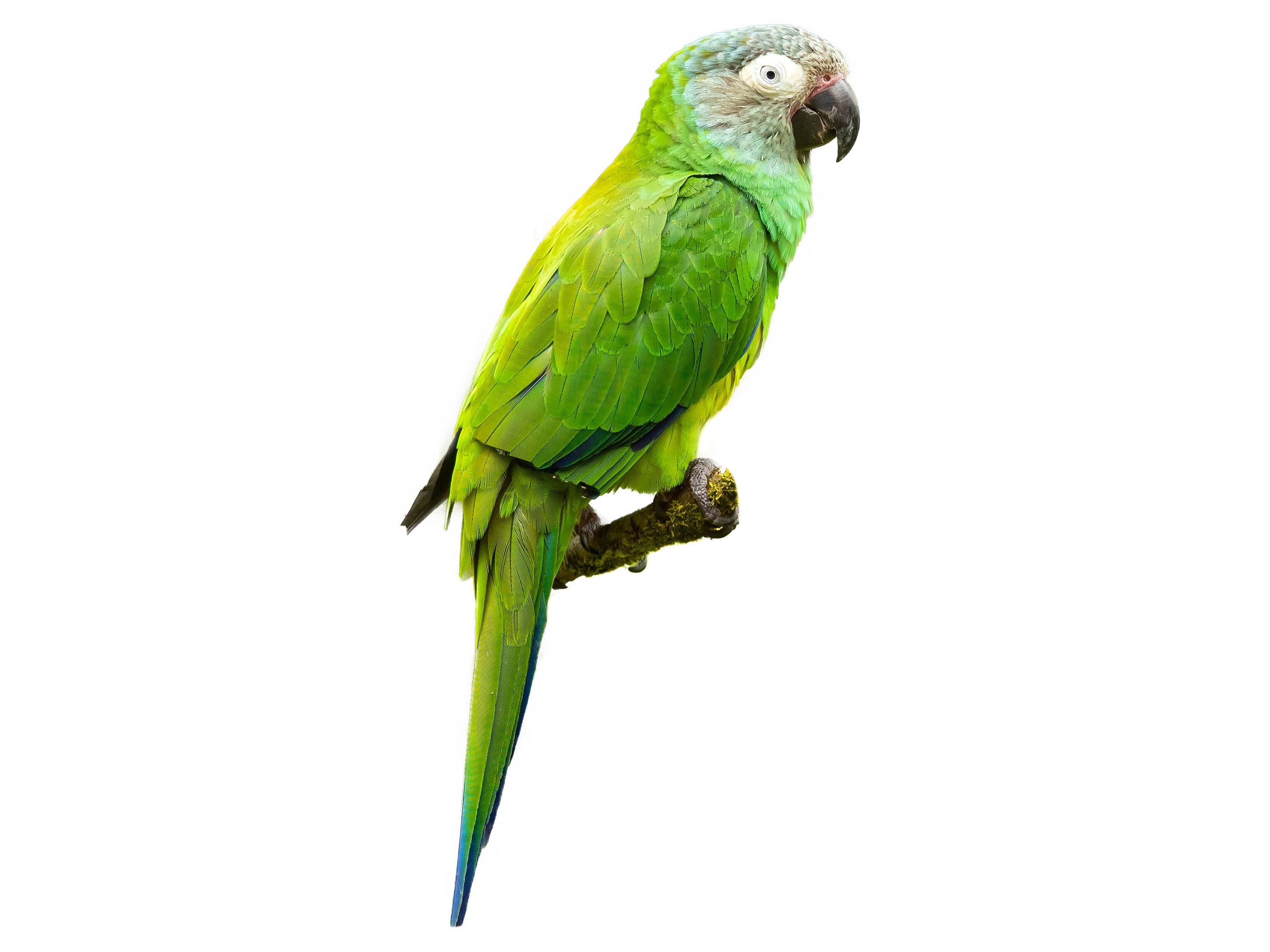 A photo of a Dusky-headed Parakeet (Aratinga weddellii)