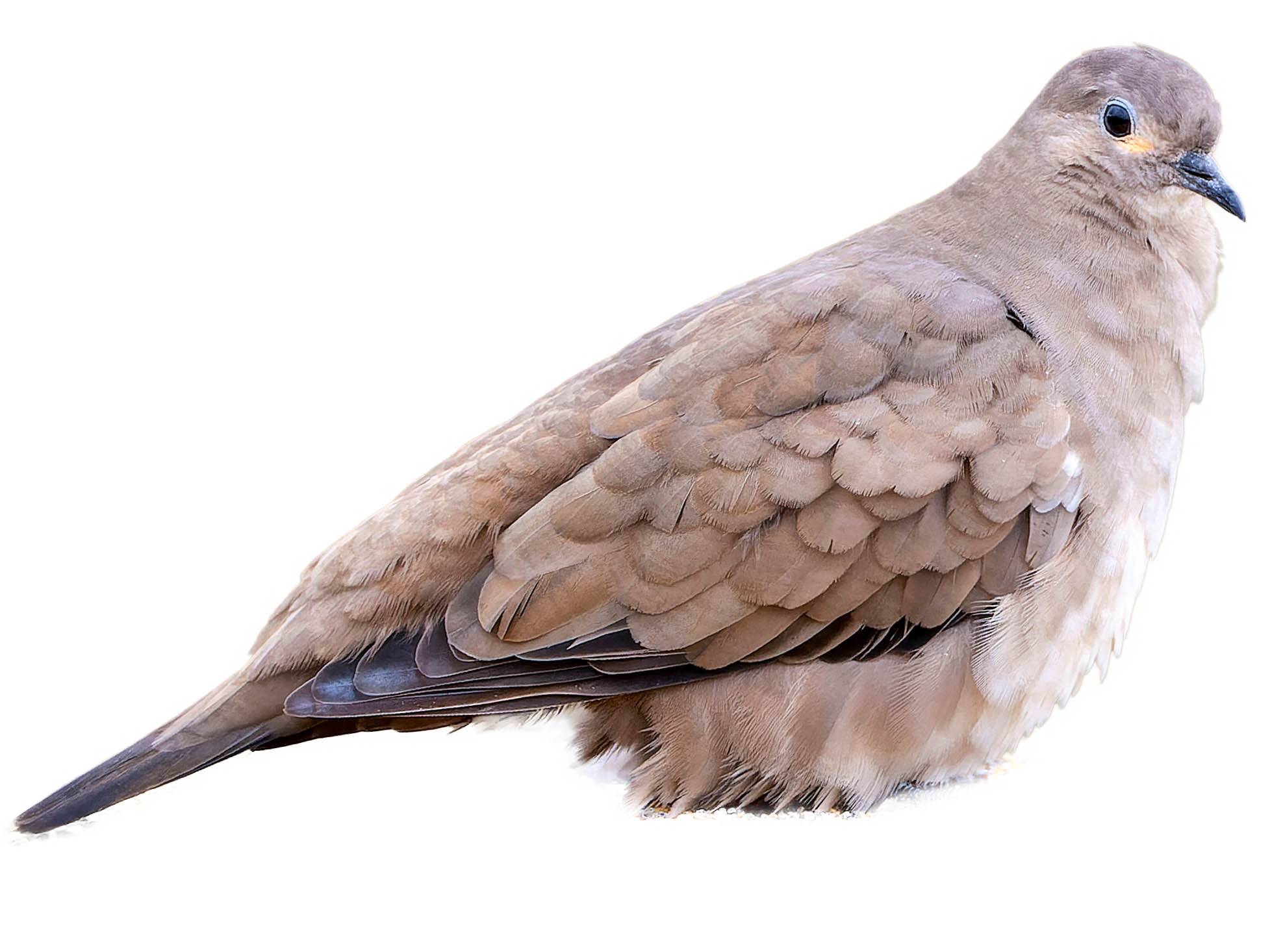 A photo of a Black-winged Ground Dove (Metriopelia melanoptera)