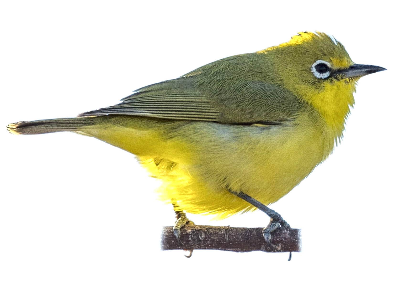 A photo of a Canary White-eye (Zosterops luteus)