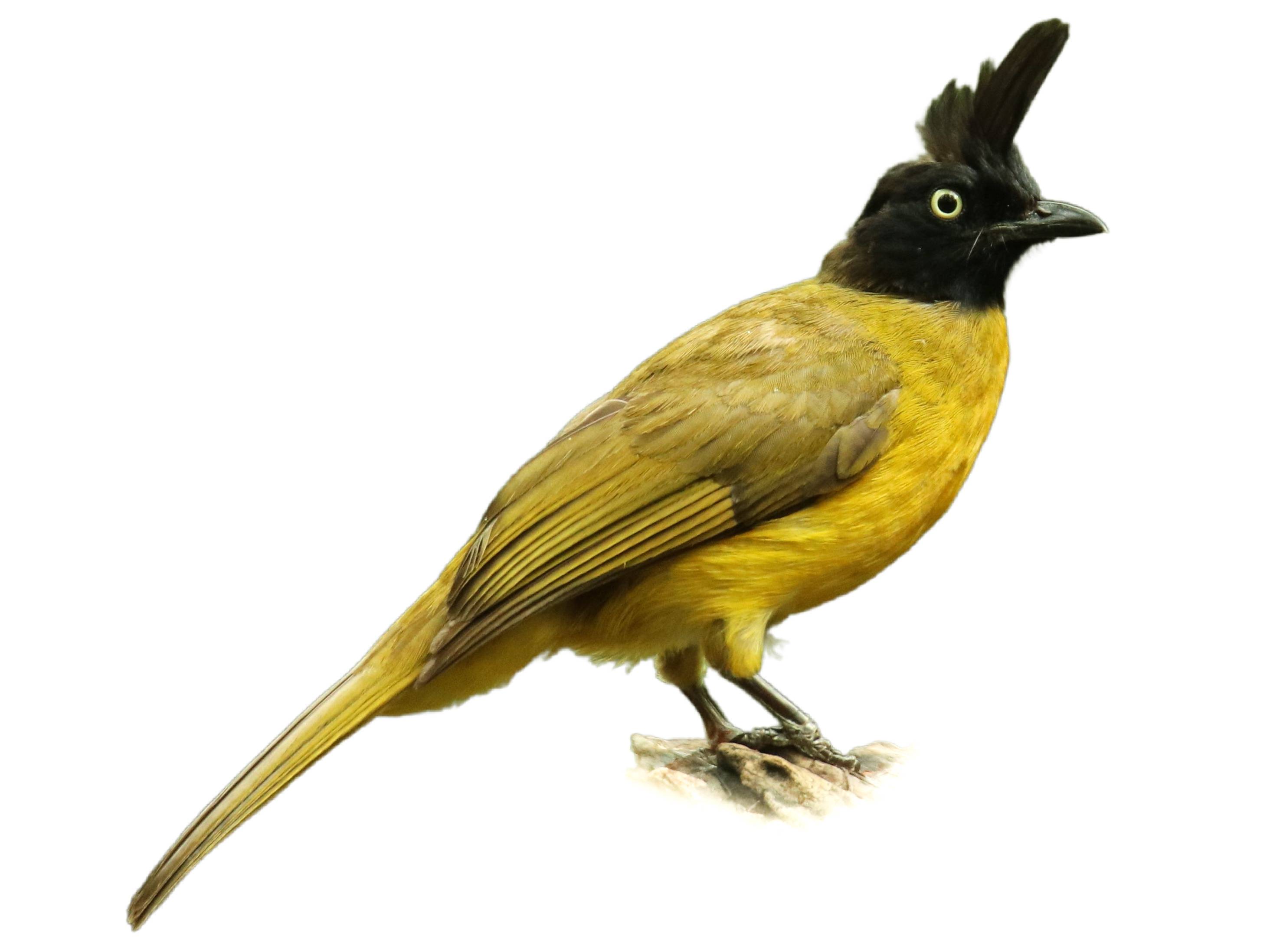 A photo of a Black-crested Bulbul (Rubigula flaviventris)