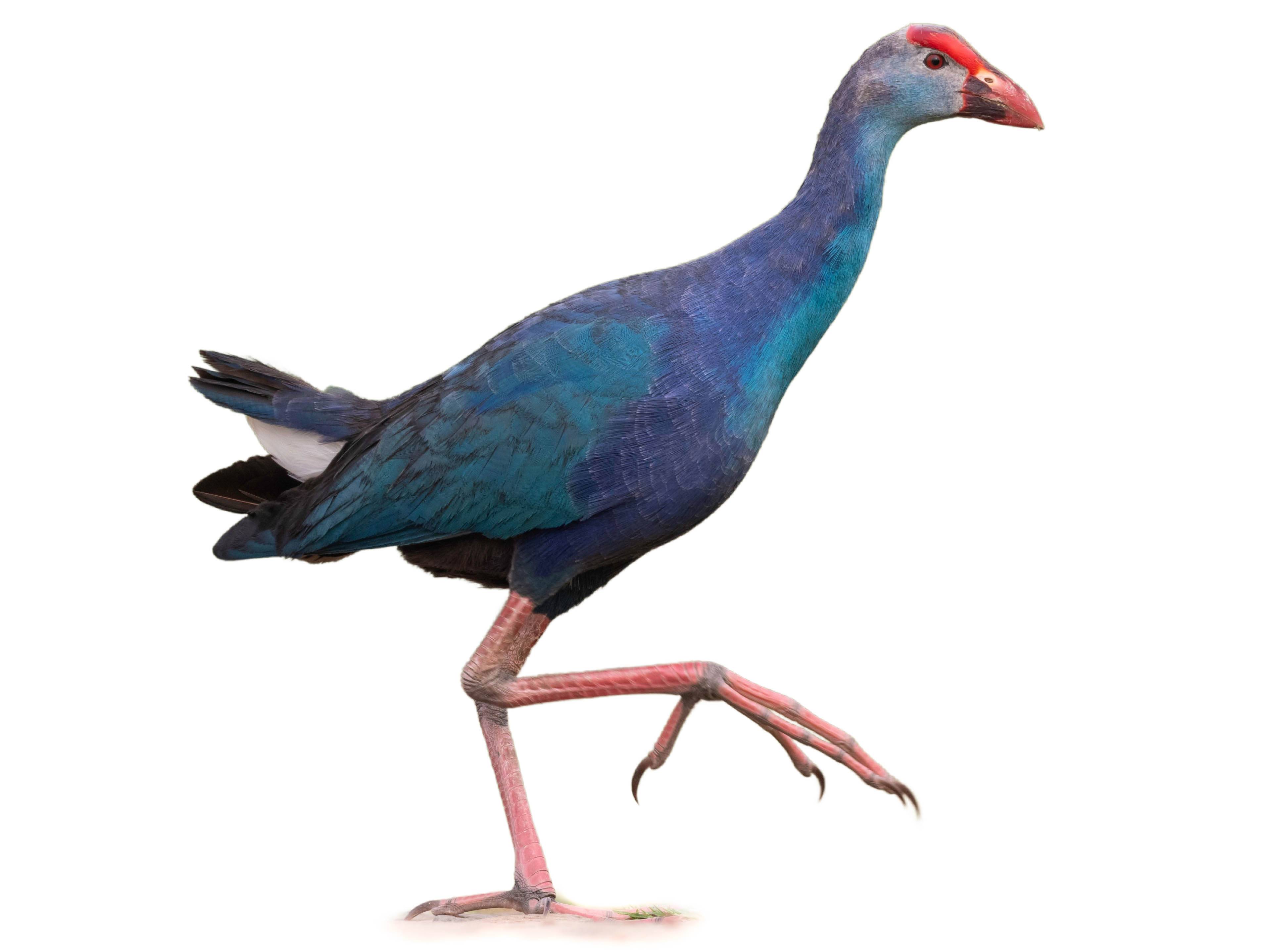 A photo of a Grey-headed Swamphen (Porphyrio poliocephalus)