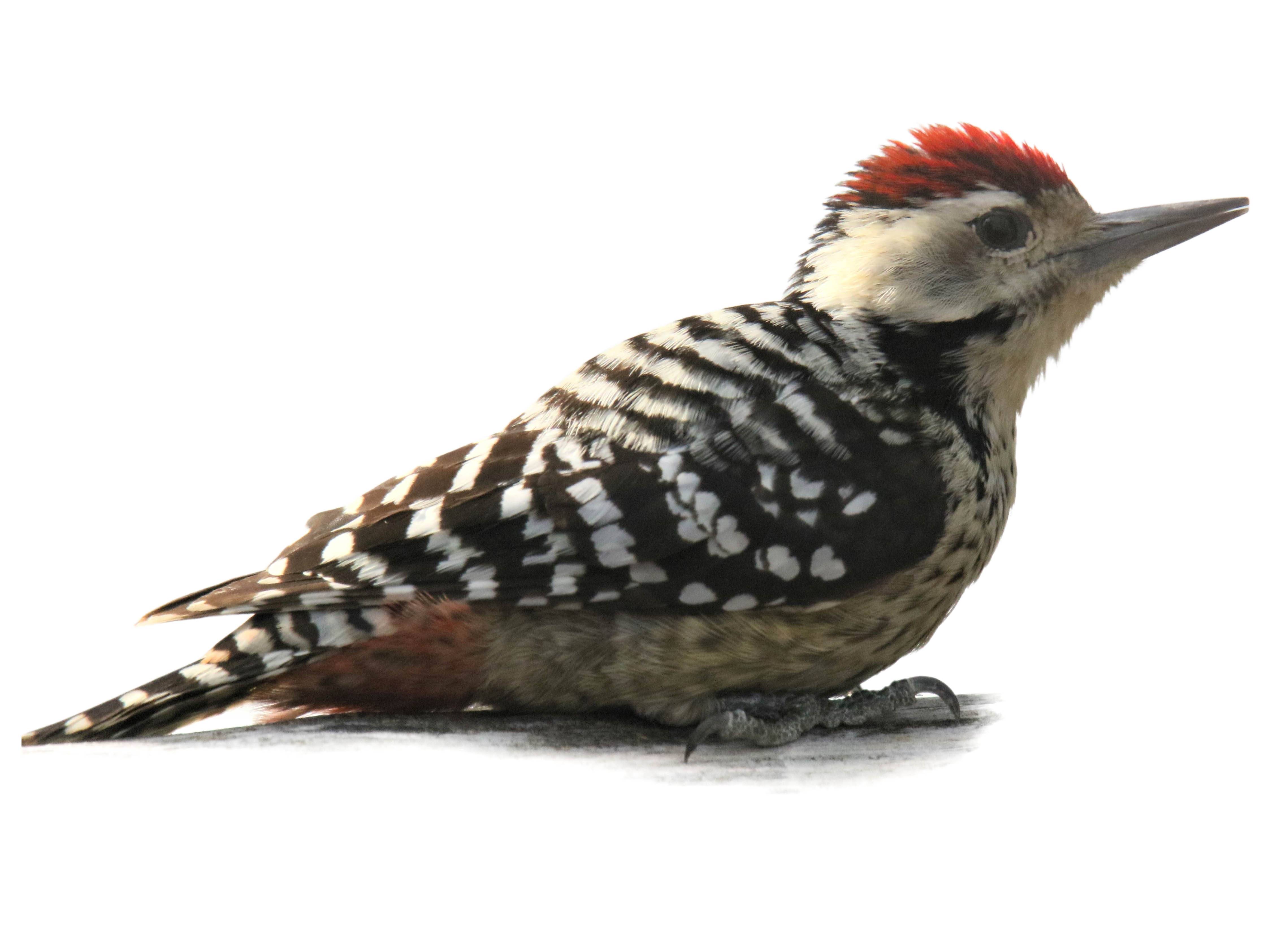 A photo of a Stripe-breasted Woodpecker (Dendrocopos atratus), male