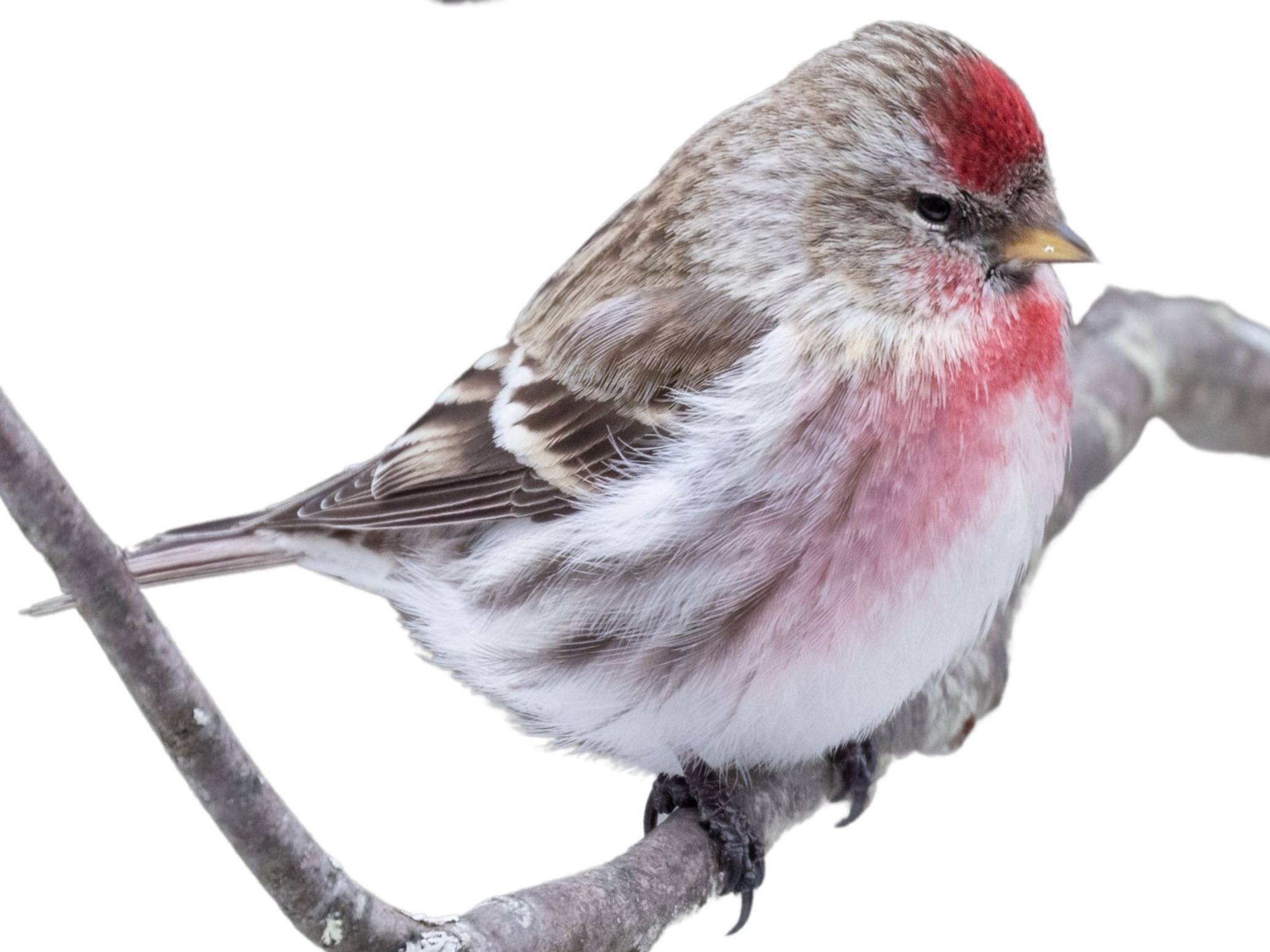 A photo of a Arctic Redpoll (Acanthis hornemanni), male