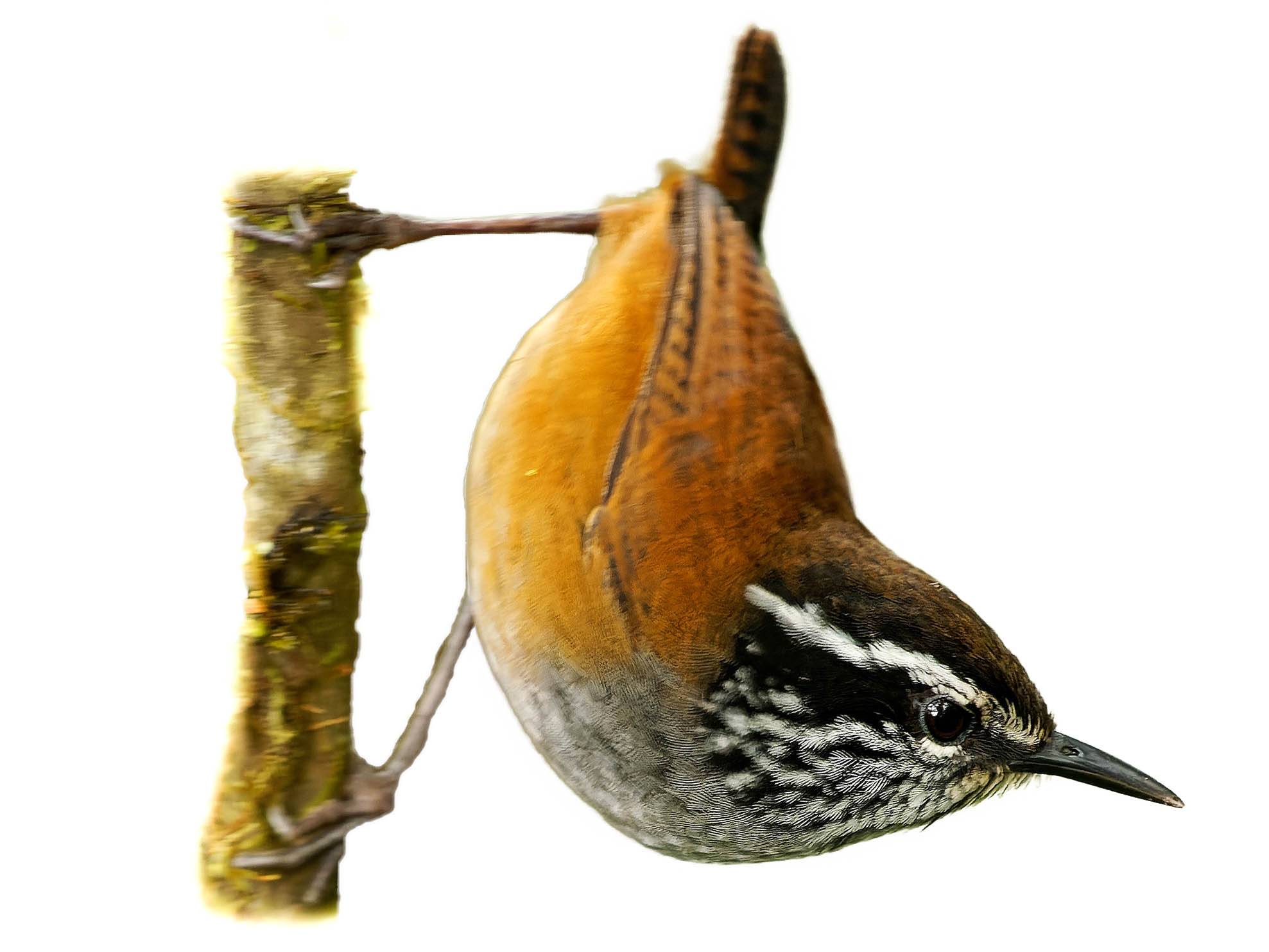 A photo of a Grey-breasted Wood Wren (Henicorhina leucophrys)