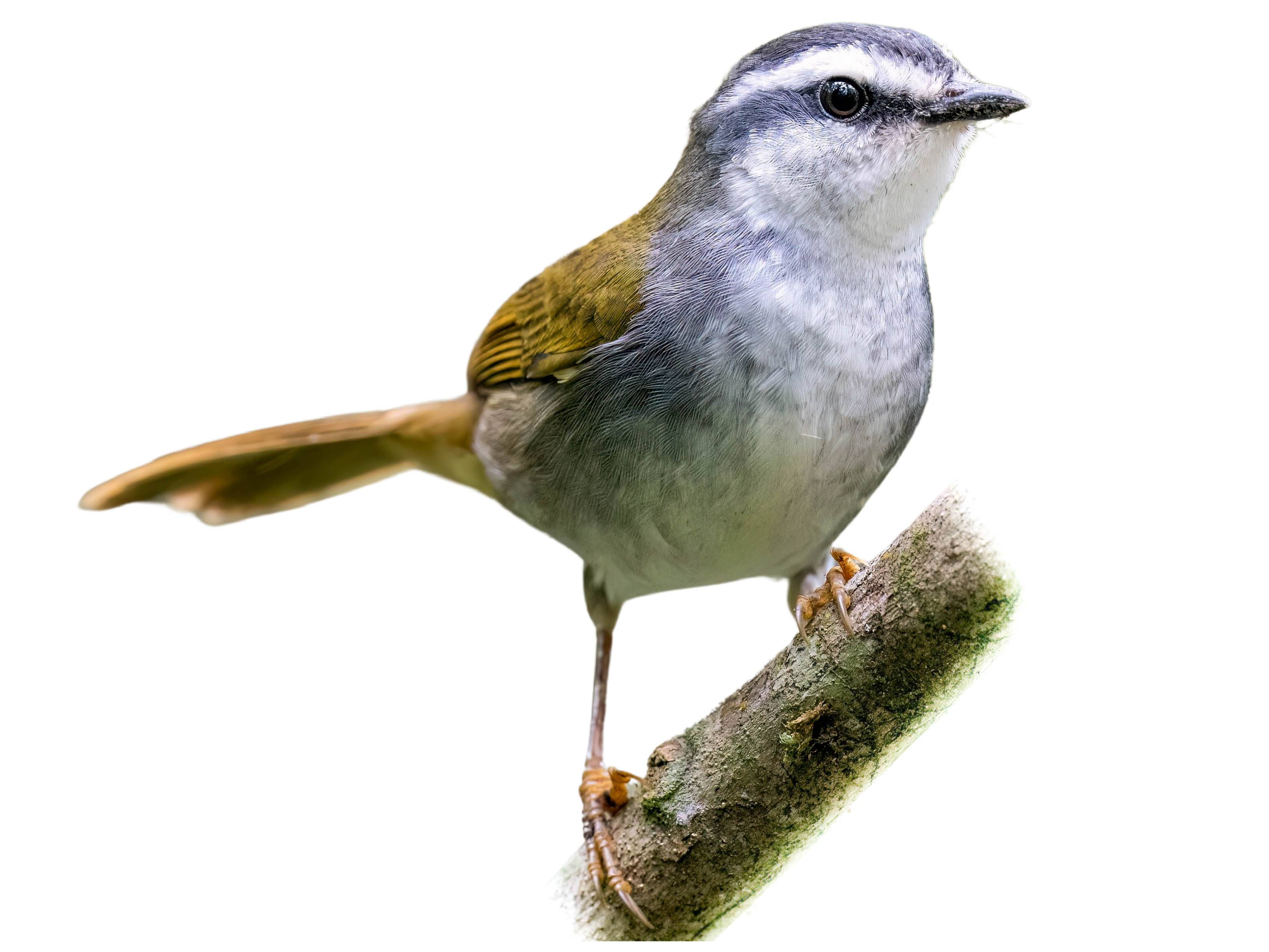 A photo of a White-striped Warbler (Myiothlypis leucophrys)