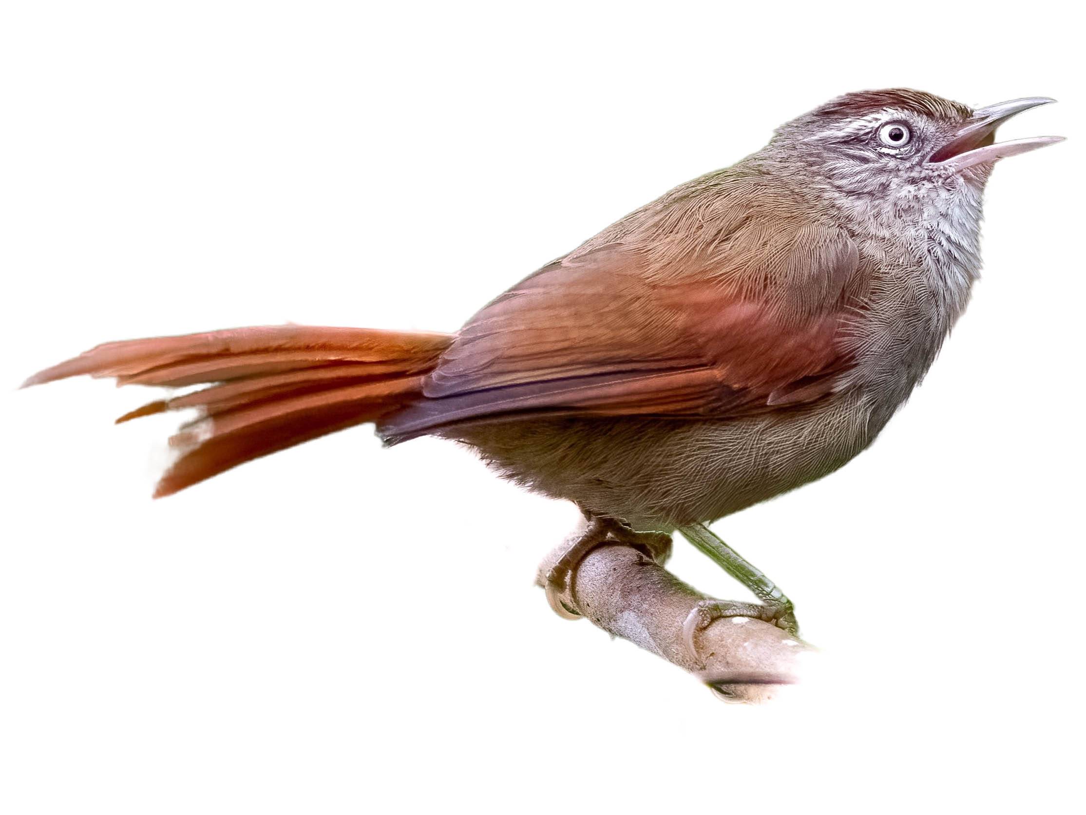 A photo of a Streak-capped Spinetail (Cranioleuca hellmayri)