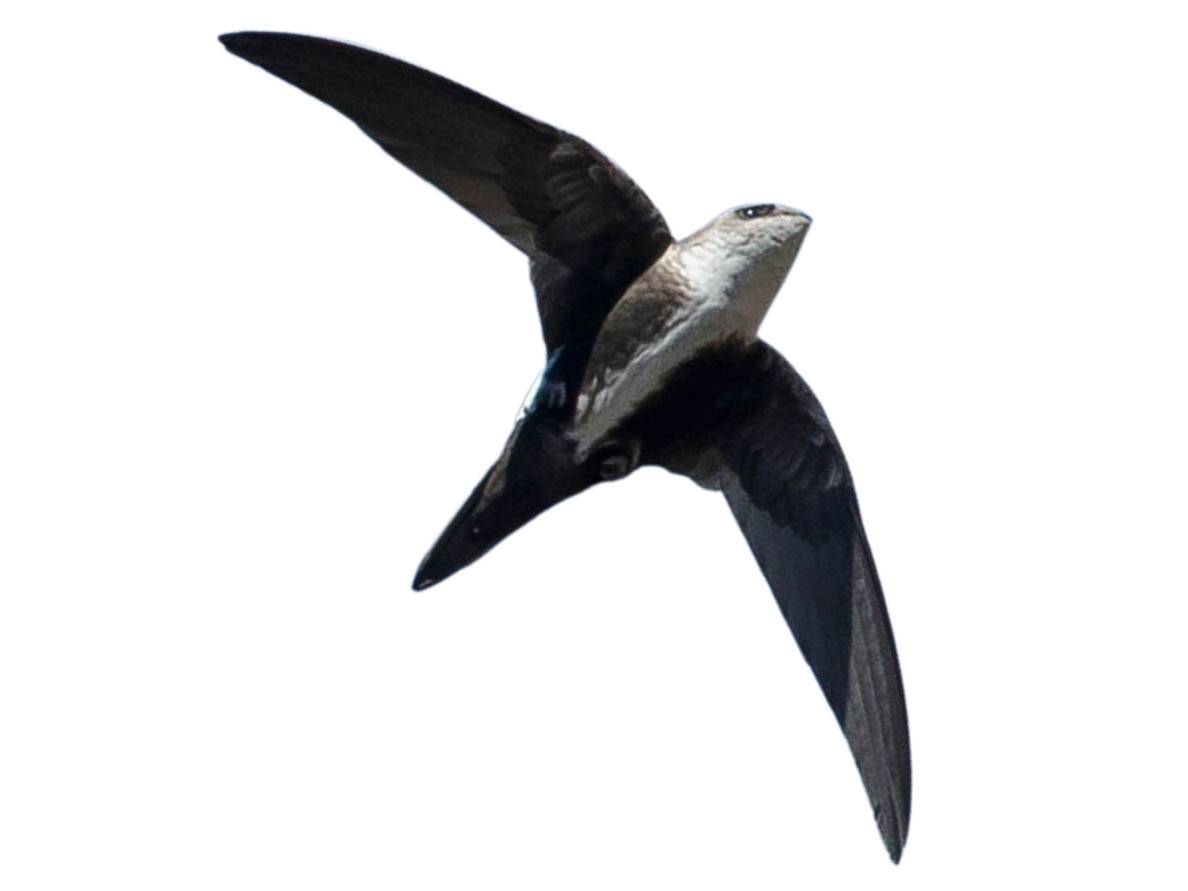 A photo of a White-throated Swift (Aeronautes saxatalis)