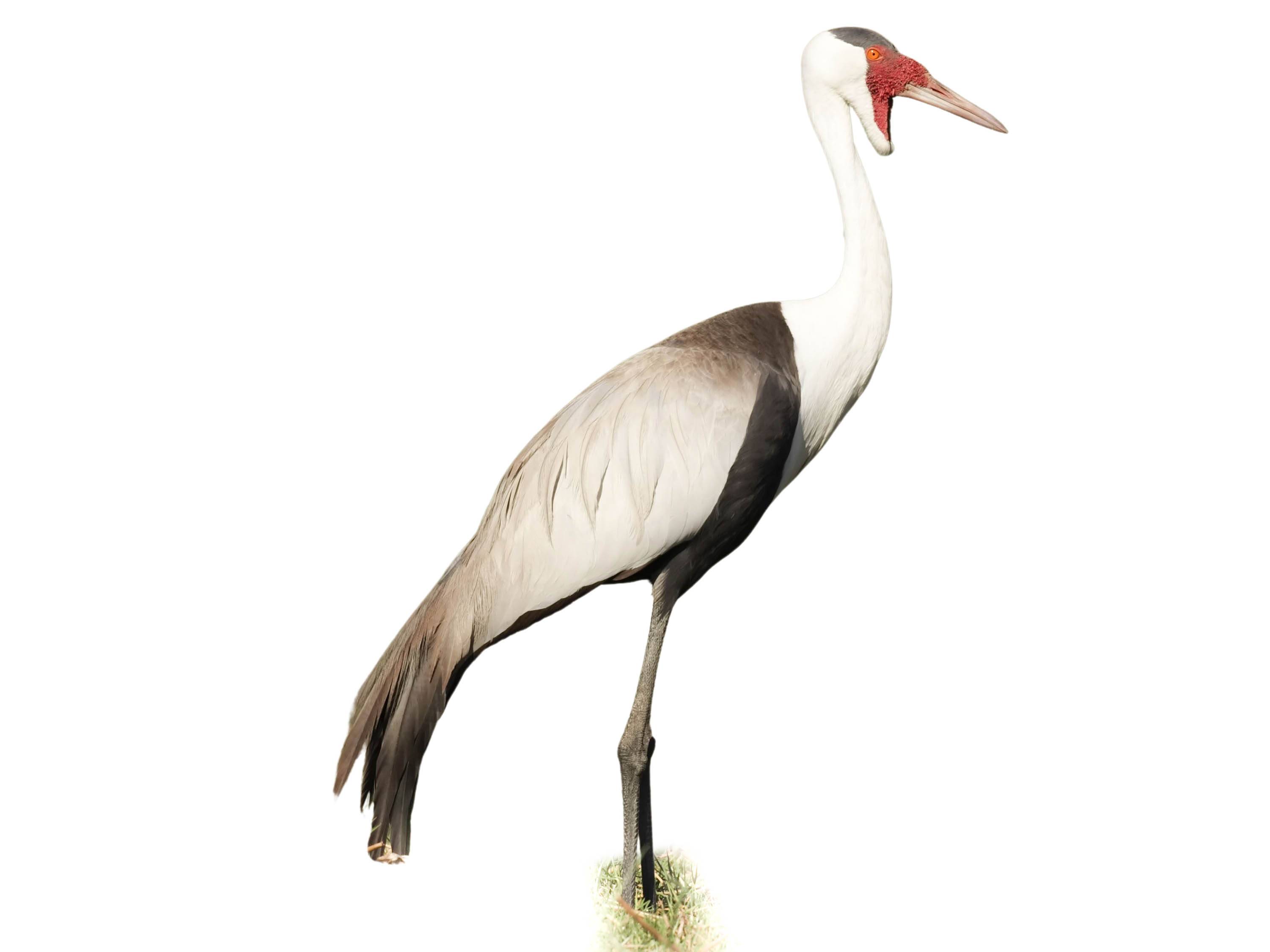 A photo of a Wattled Crane (Grus carunculata)