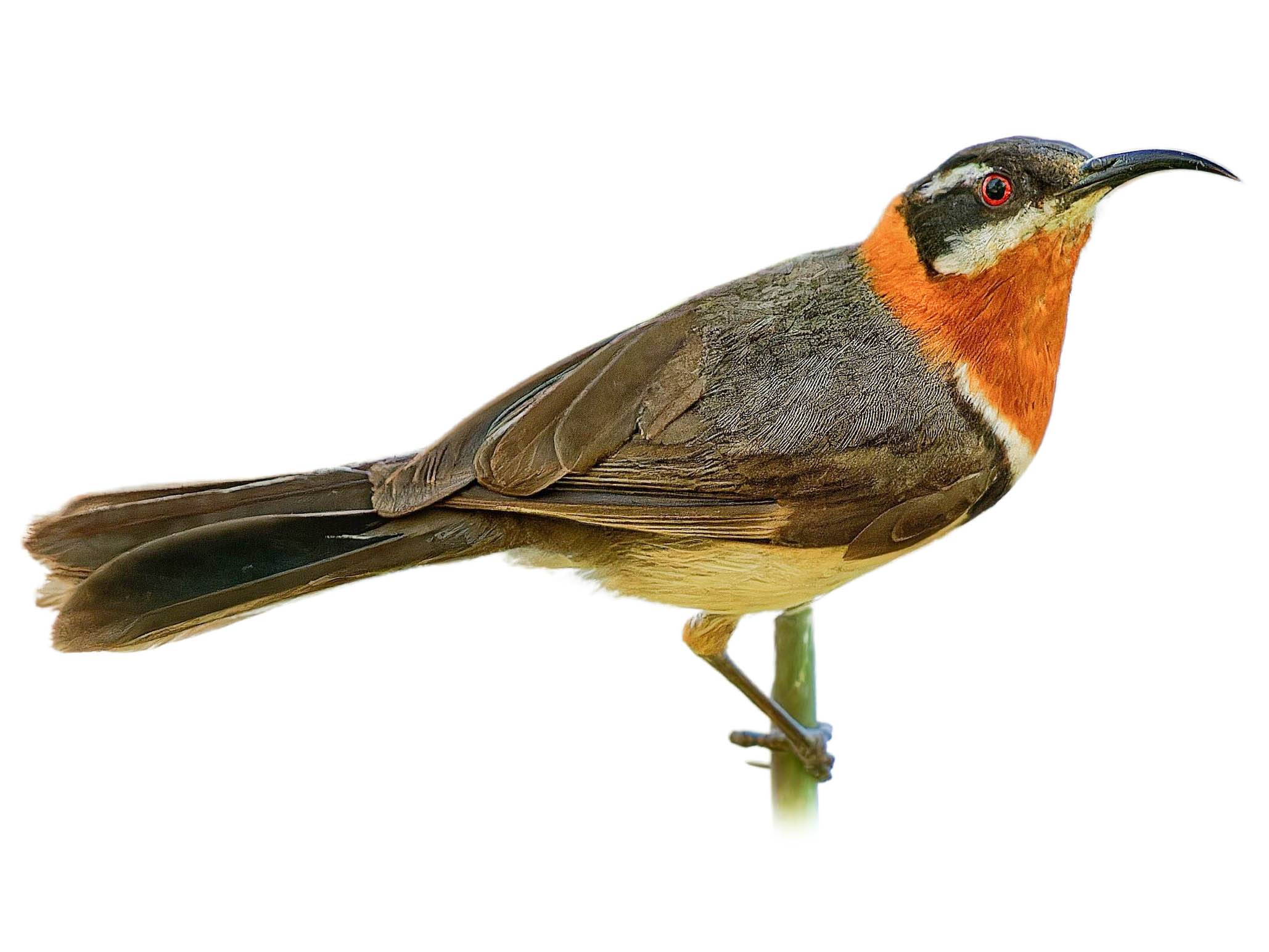 A photo of a Western Spinebill (Acanthorhynchus superciliosus), male