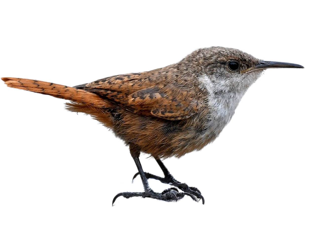 A photo of a Canyon Wren (Catherpes mexicanus)