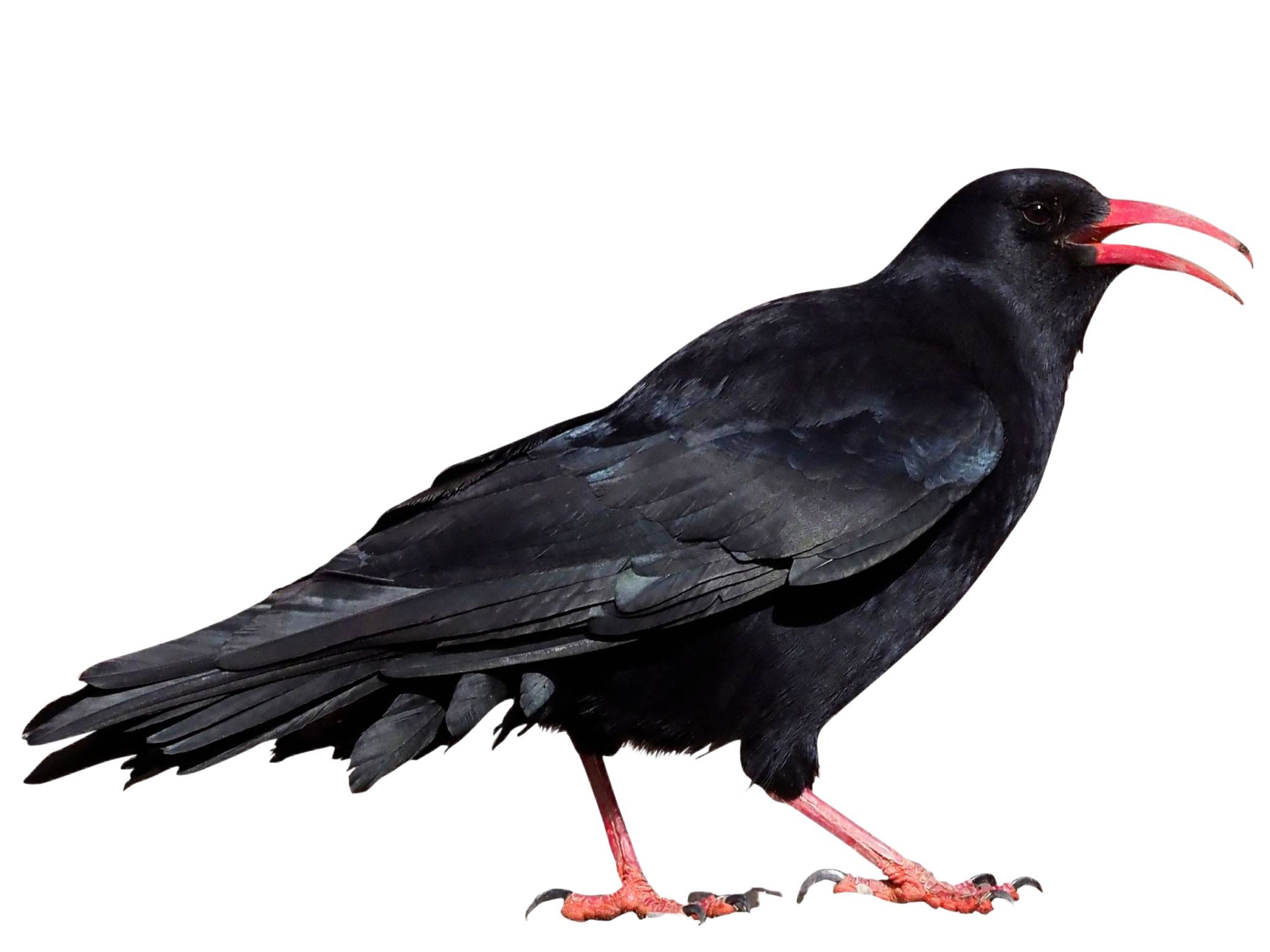 A photo of a Red-billed Chough (Pyrrhocorax pyrrhocorax)