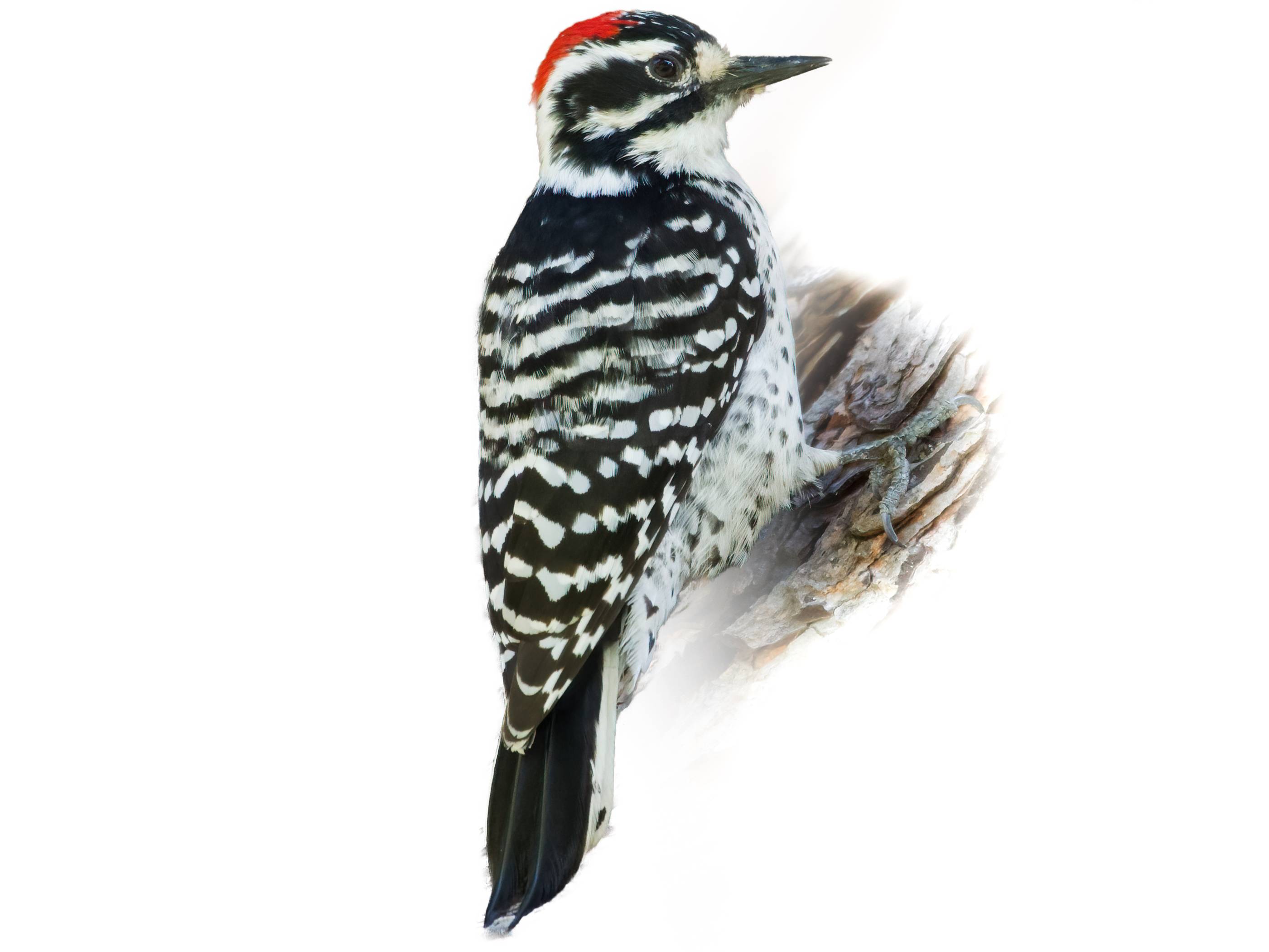 A photo of a Nuttall's Woodpecker (Dryobates nuttallii), male