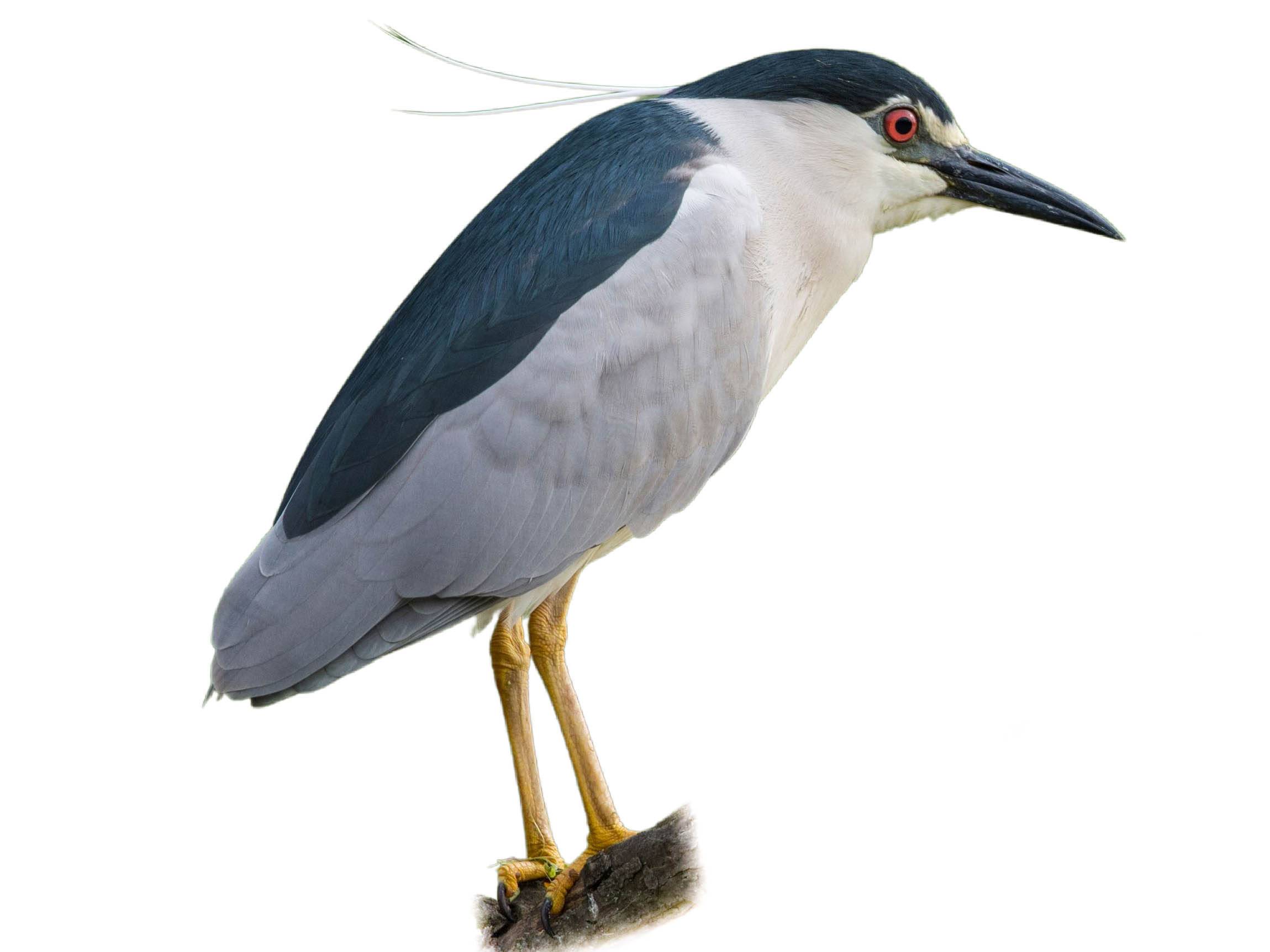 A photo of a Black-crowned Night Heron (Nycticorax nycticorax)