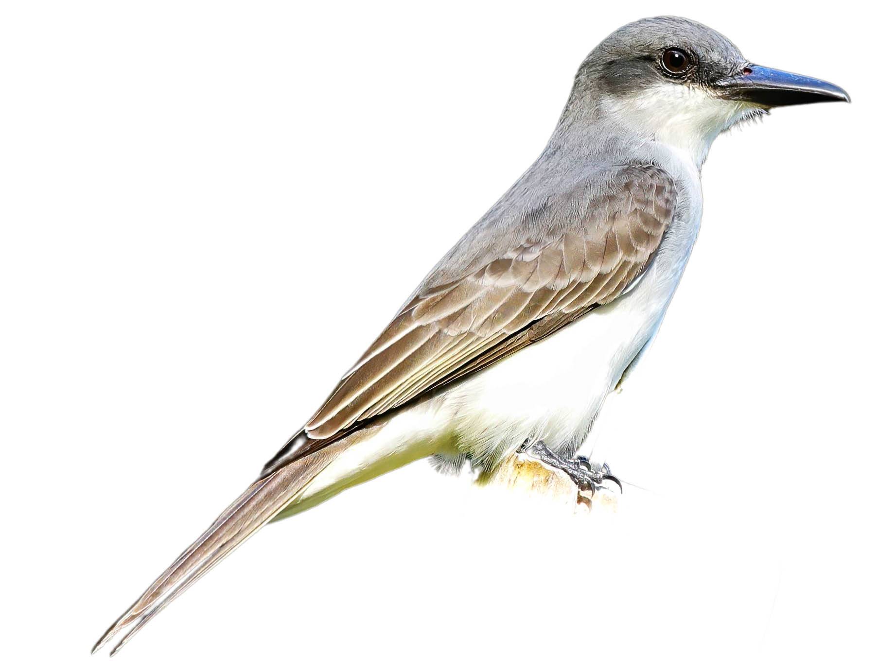 A photo of a Grey Kingbird (Tyrannus dominicensis)