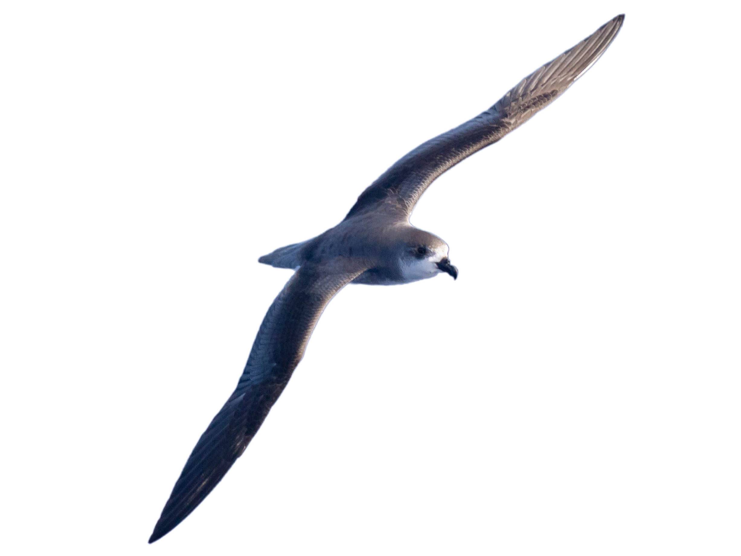 A photo of a Zino's Petrel (Pterodroma madeira)