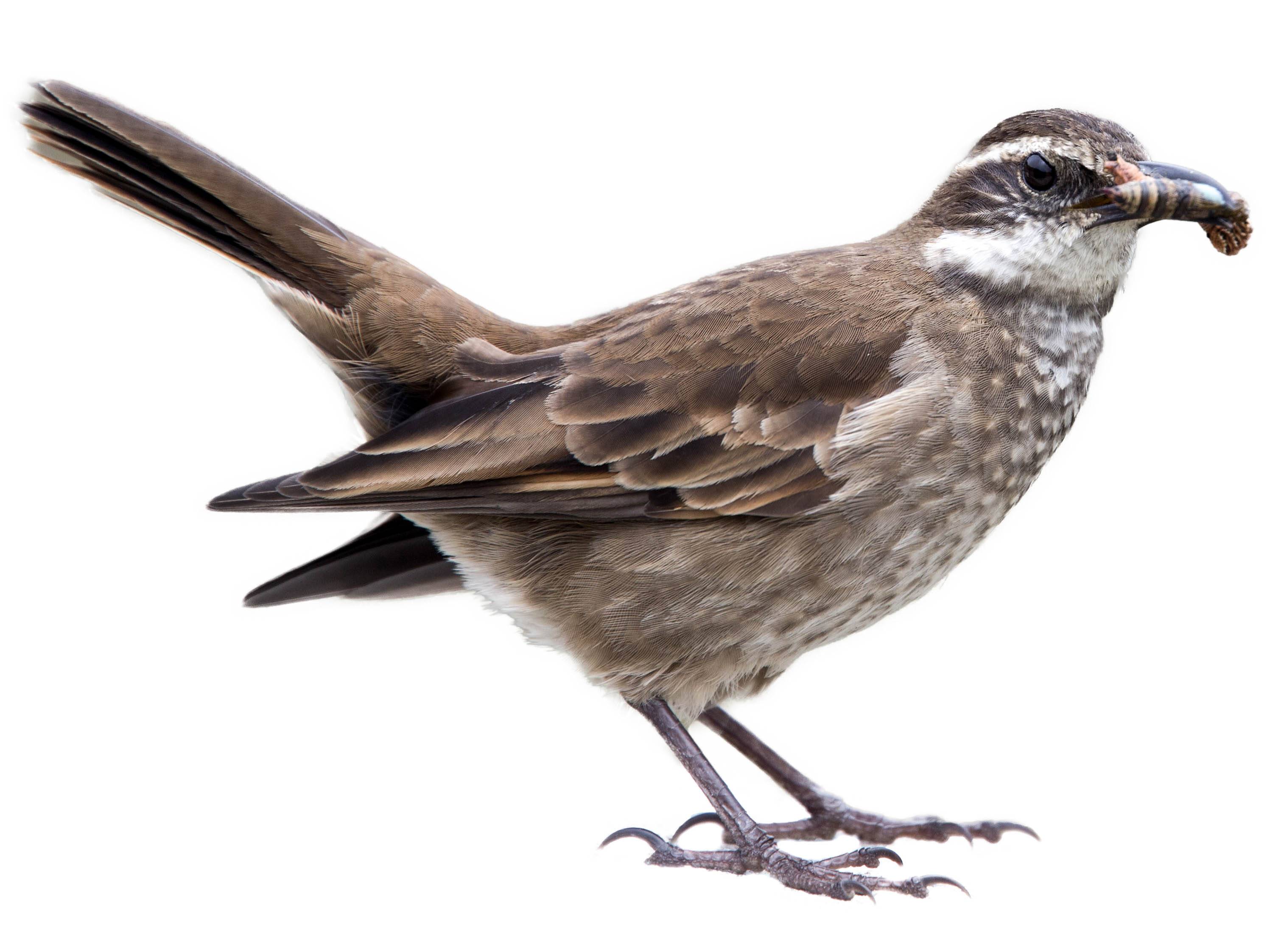 A photo of a Stout-billed Cinclodes (Cinclodes excelsior)