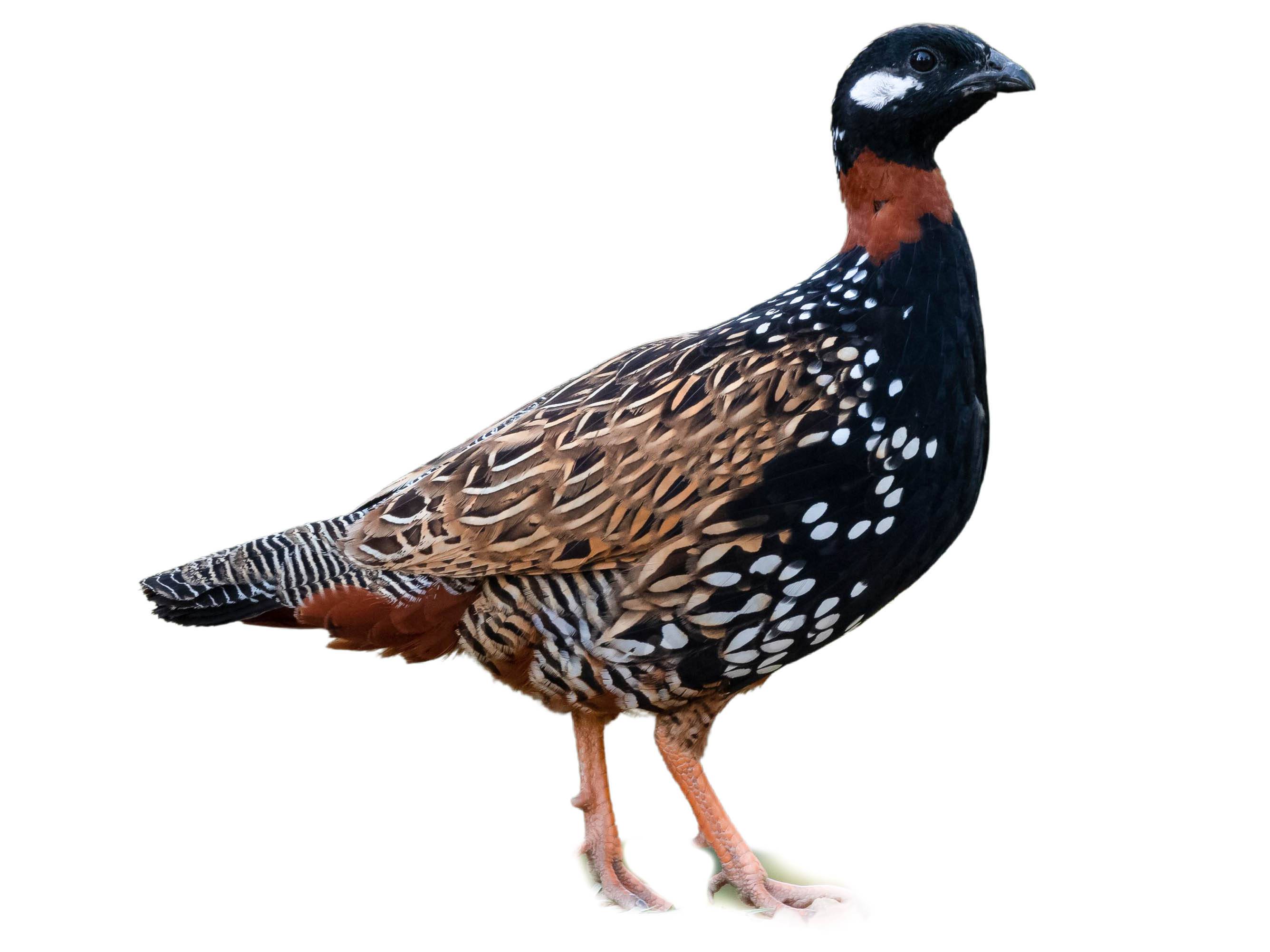 A photo of a Black Francolin (Francolinus francolinus), male