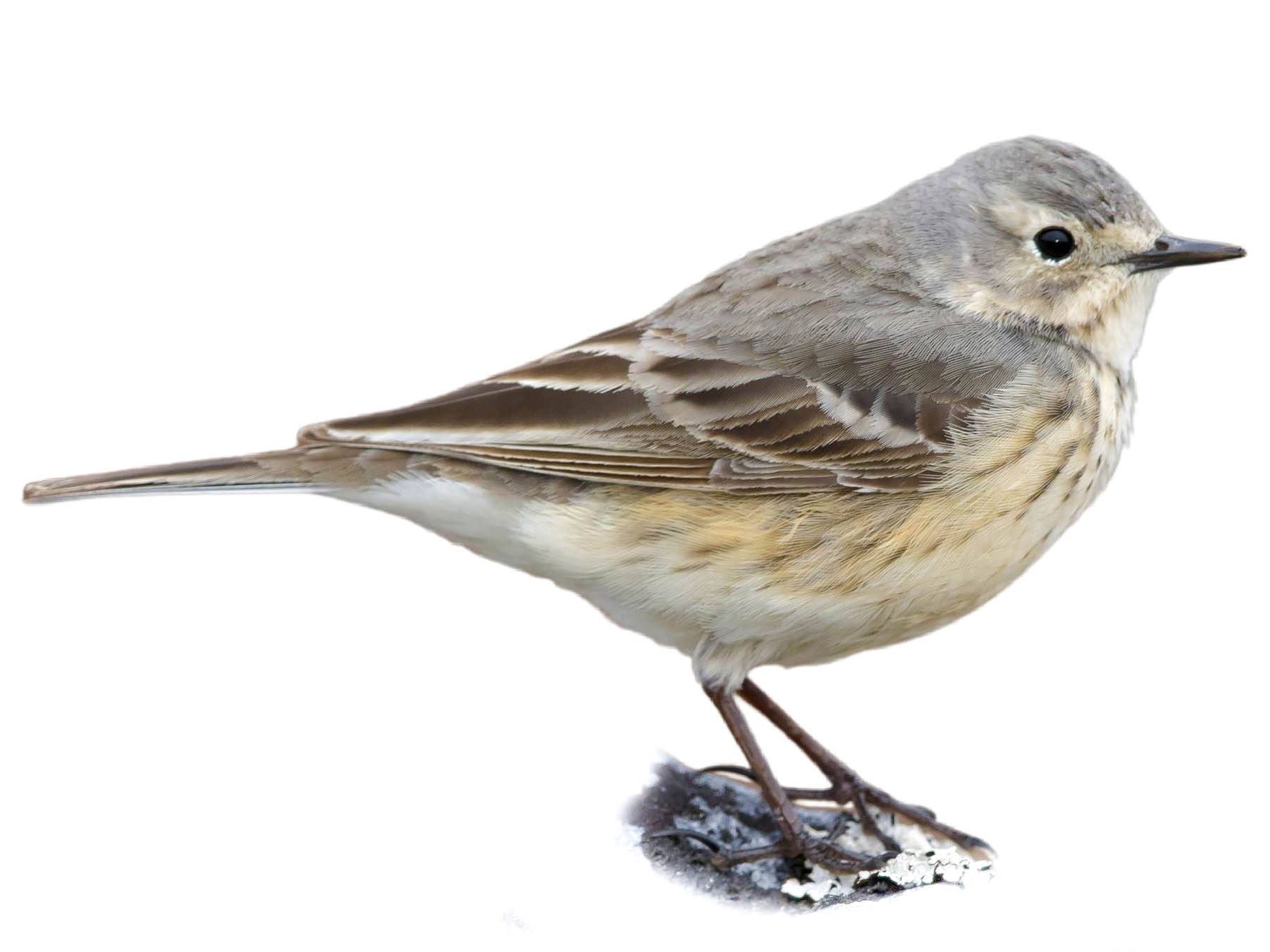 A photo of a Buff-bellied Pipit (Anthus rubescens)