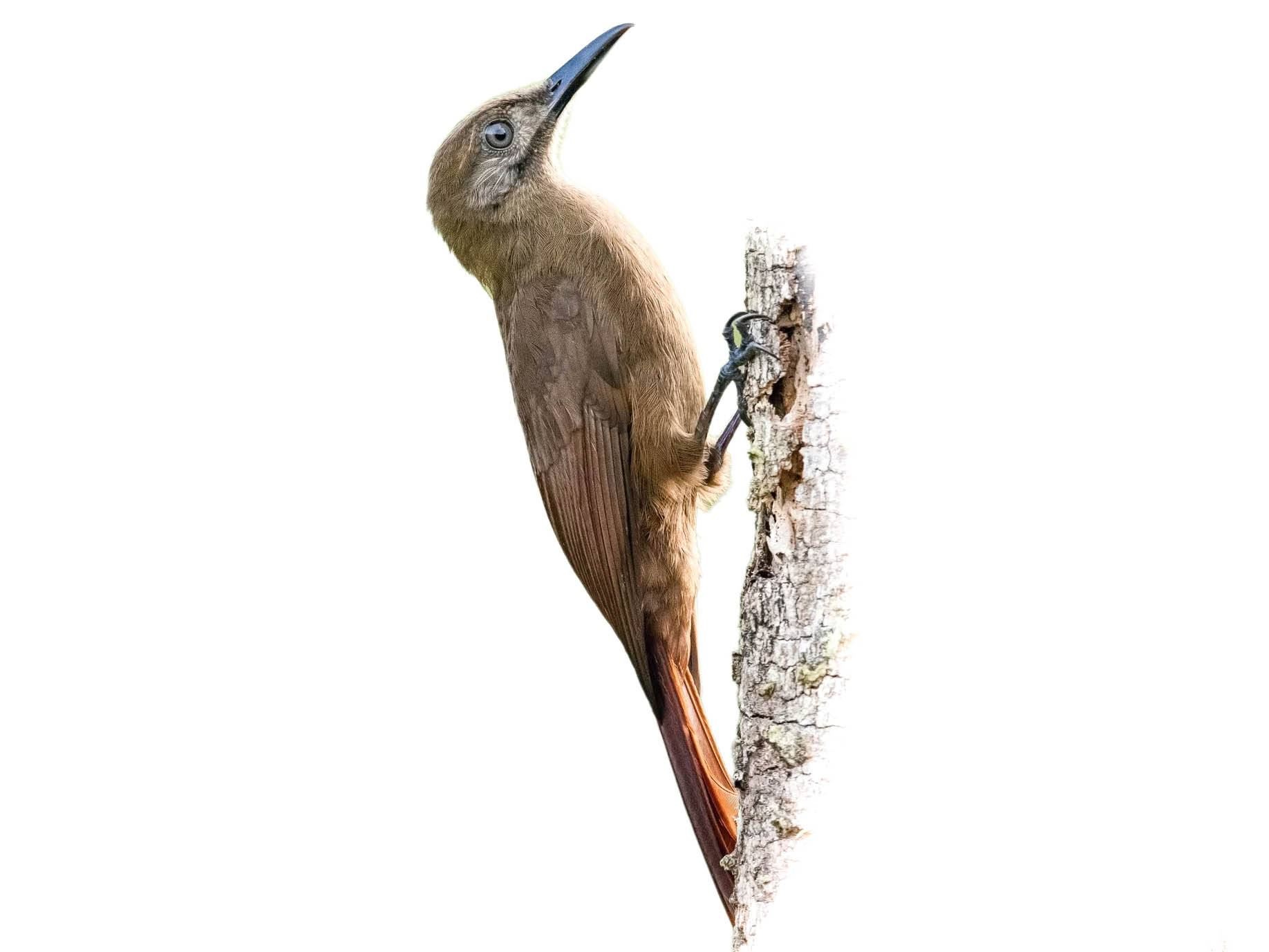 A photo of a Plain-brown Woodcreeper (Dendrocincla fuliginosa)