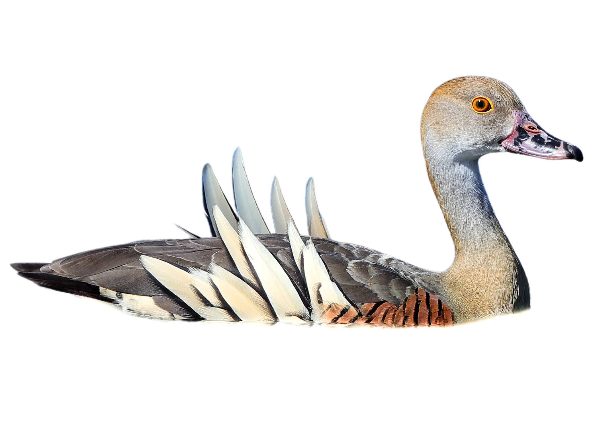 A photo of a Plumed Whistling Duck (Dendrocygna eytoni)