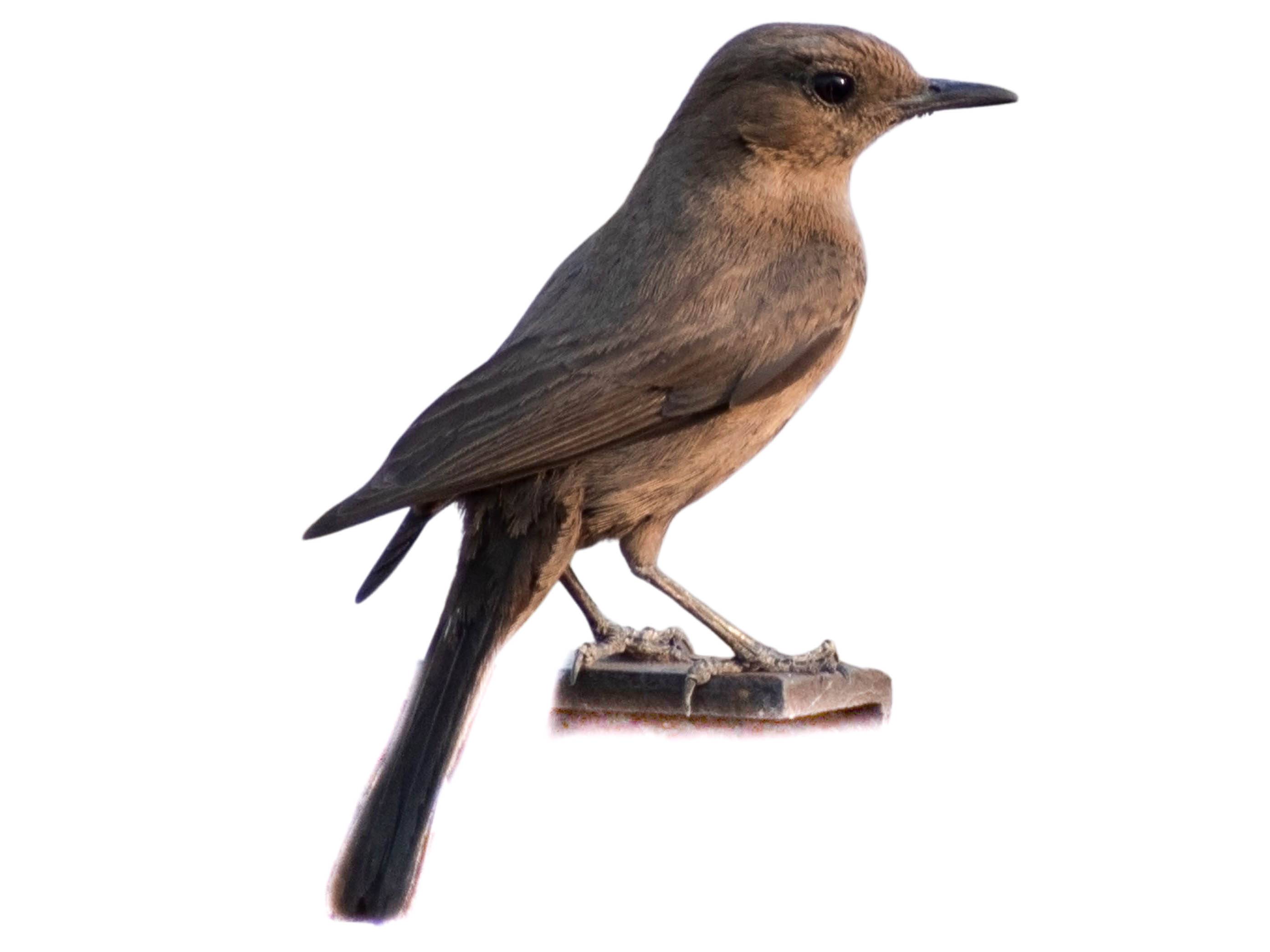 A photo of a Brown Rock Chat (Oenanthe fusca)