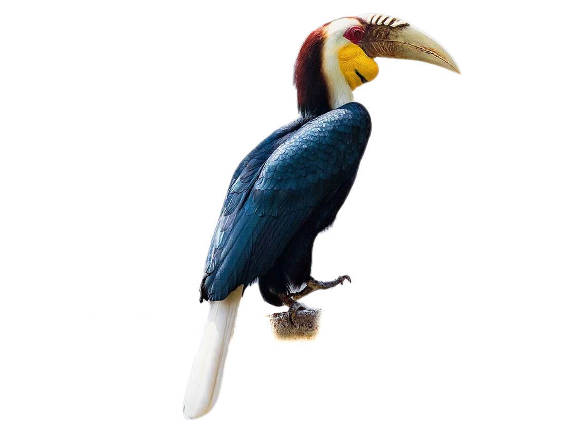 A photo of a Wreathed Hornbill (Rhyticeros undulatus), male