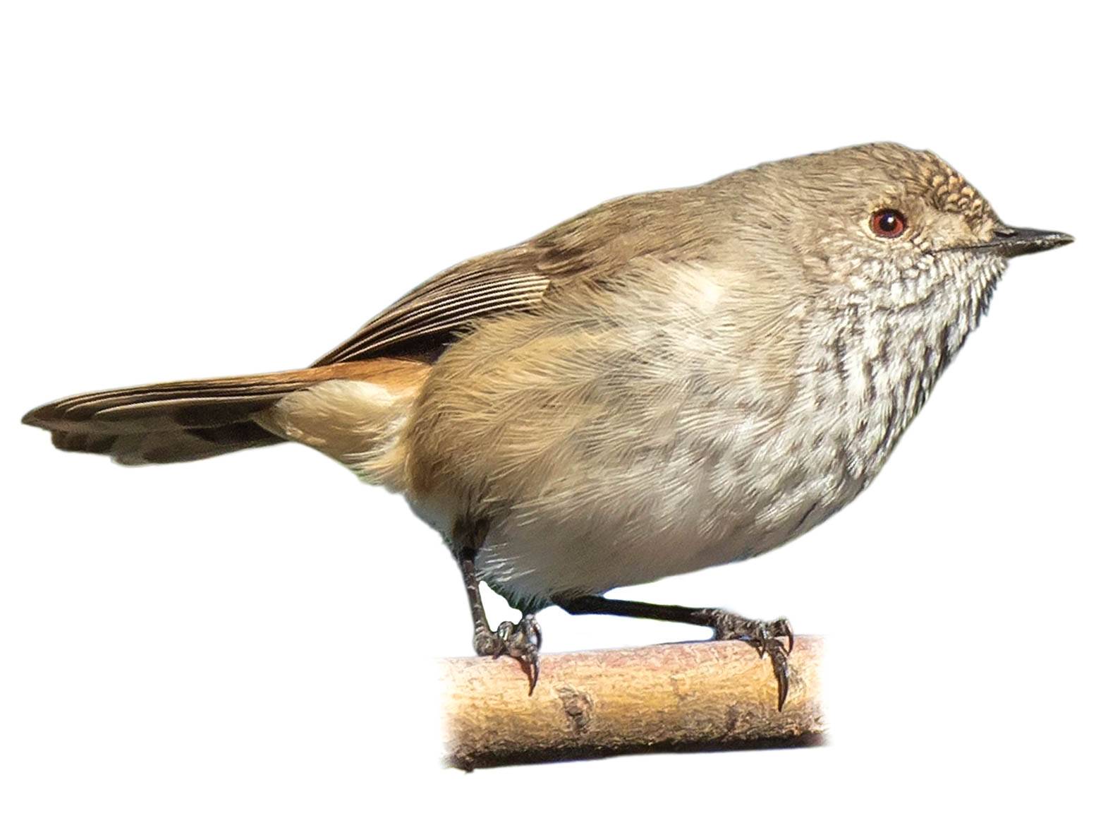 A photo of a Inland Thornbill (Acanthiza apicalis)