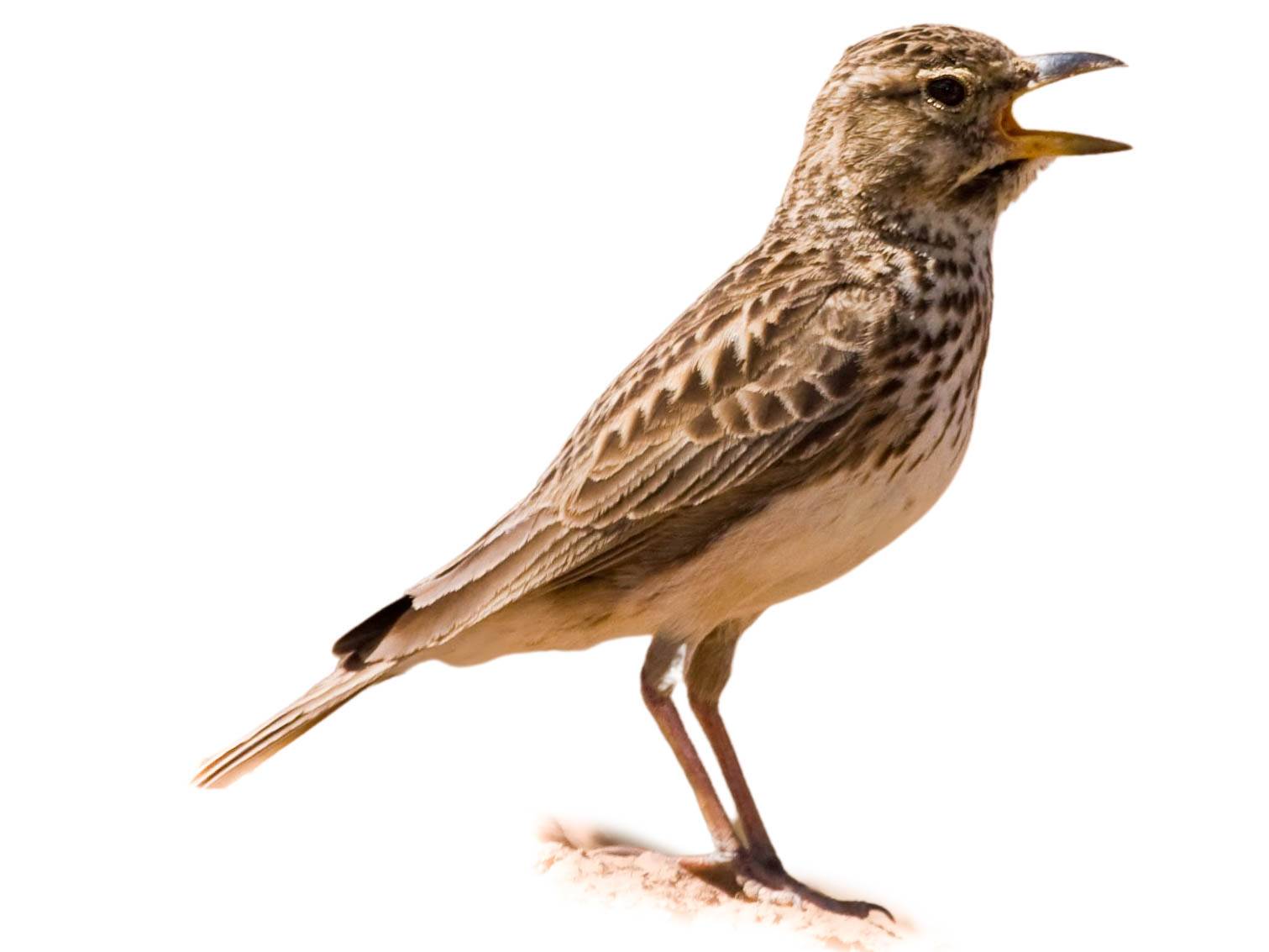 A photo of a Large-billed Lark (Galerida magnirostris)