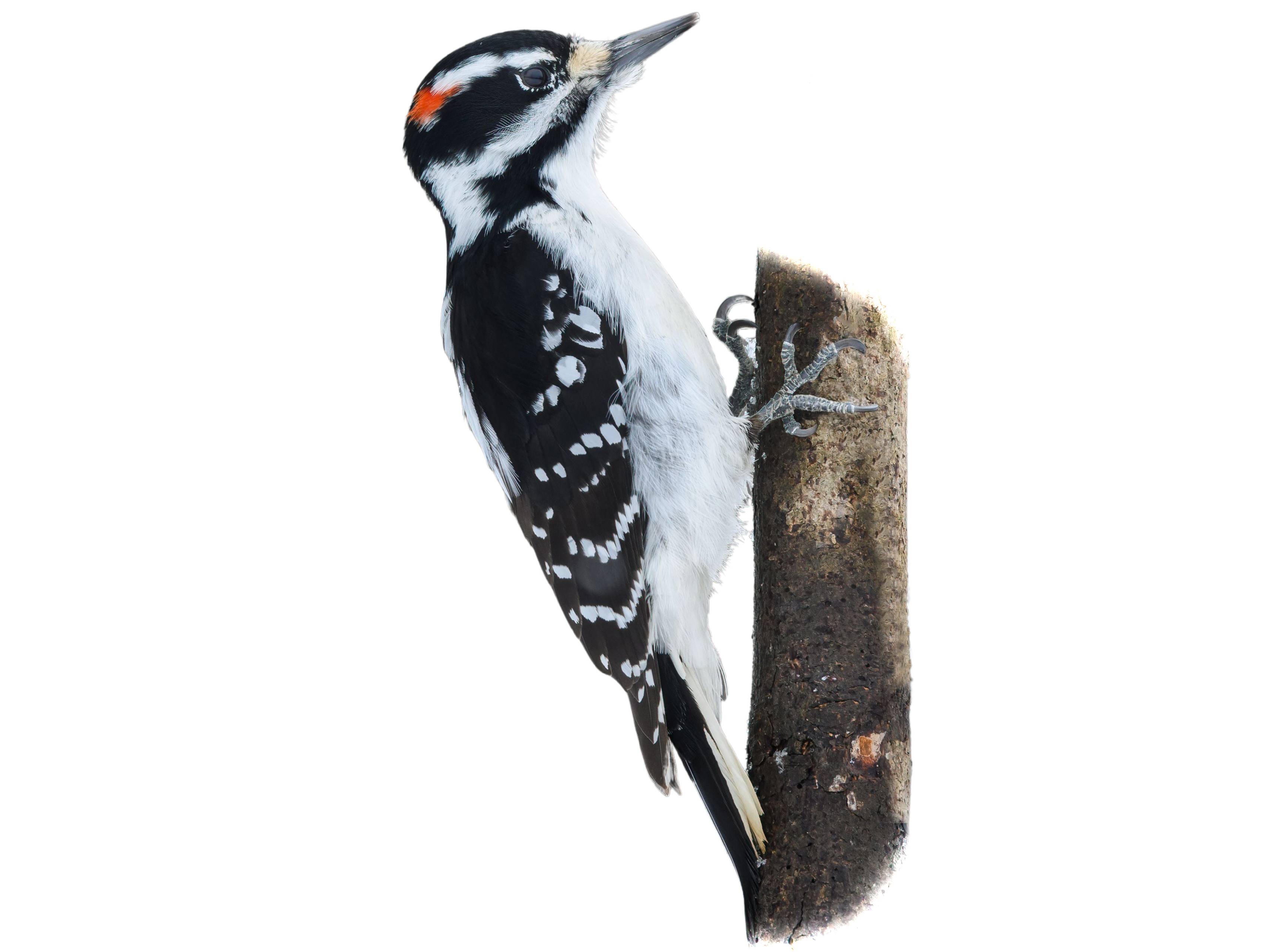 A photo of a Hairy Woodpecker (Leuconotopicus villosus), male