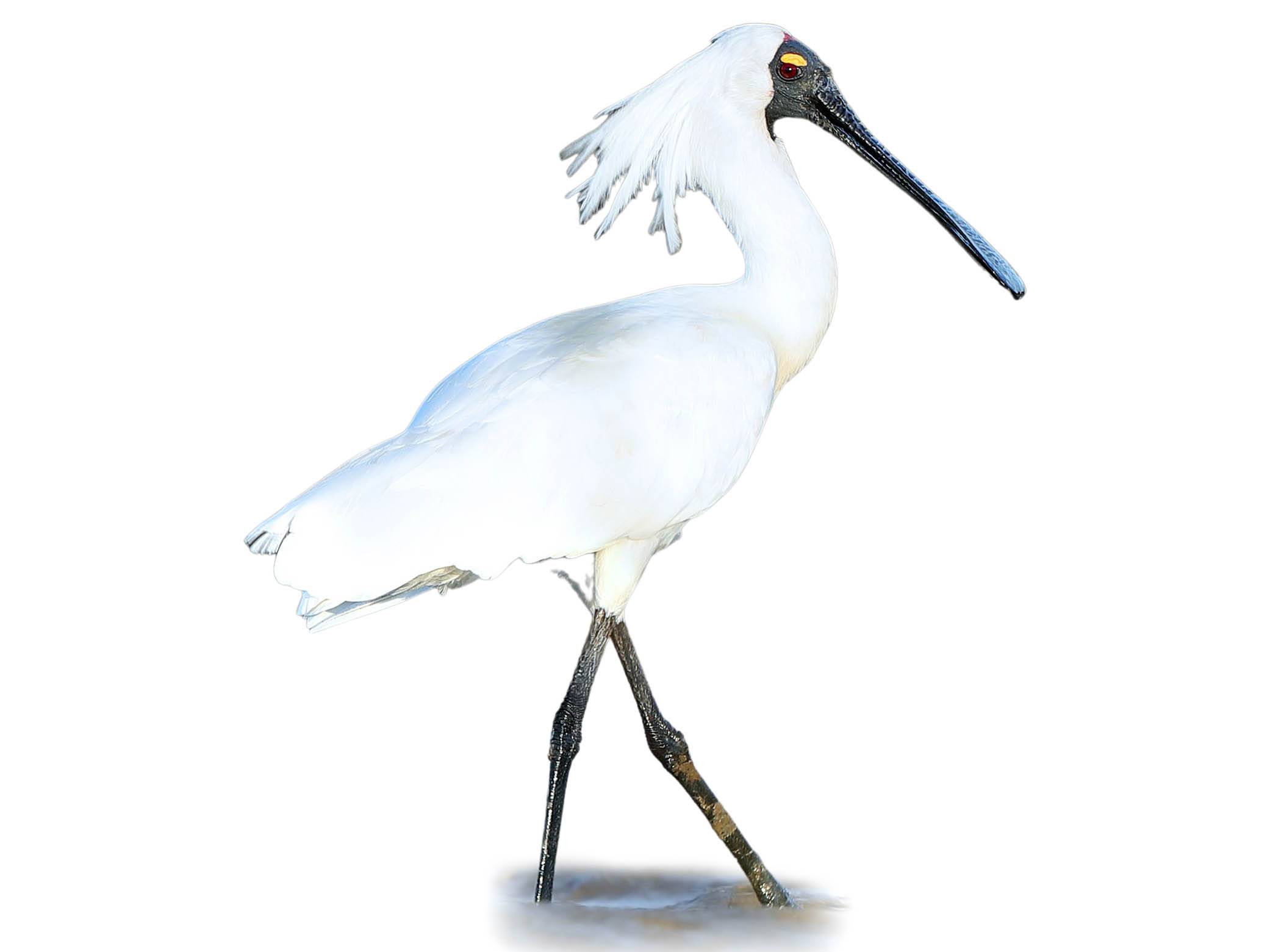 A photo of a Royal Spoonbill (Platalea regia)