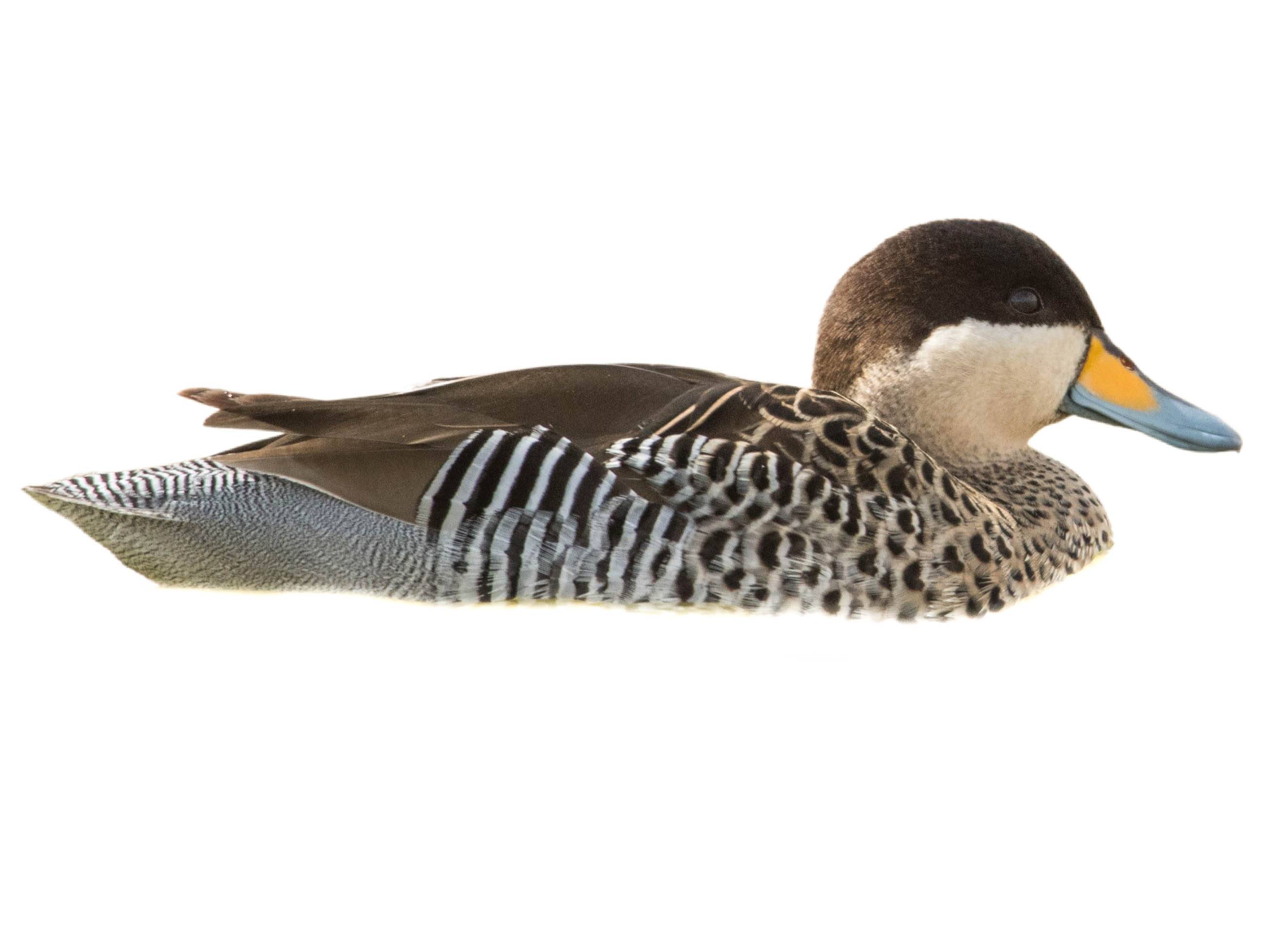 A photo of a Silver Teal (Spatula versicolor)