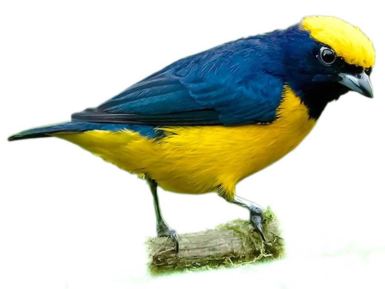 A photo of a Yellow-crowned Euphonia (Euphonia luteicapilla), male