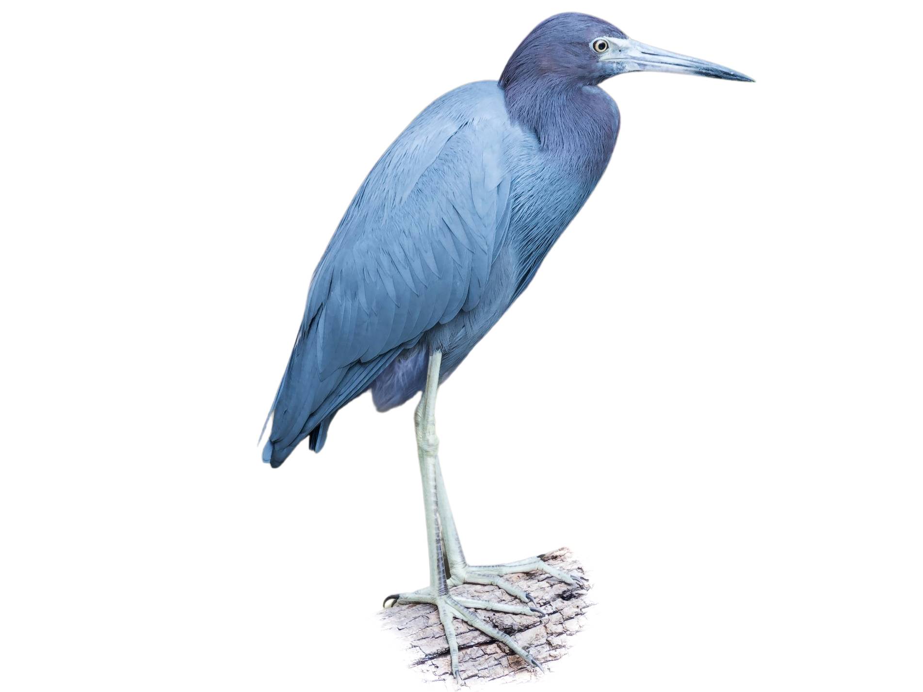 A photo of a Little Blue Heron (Egretta caerulea)