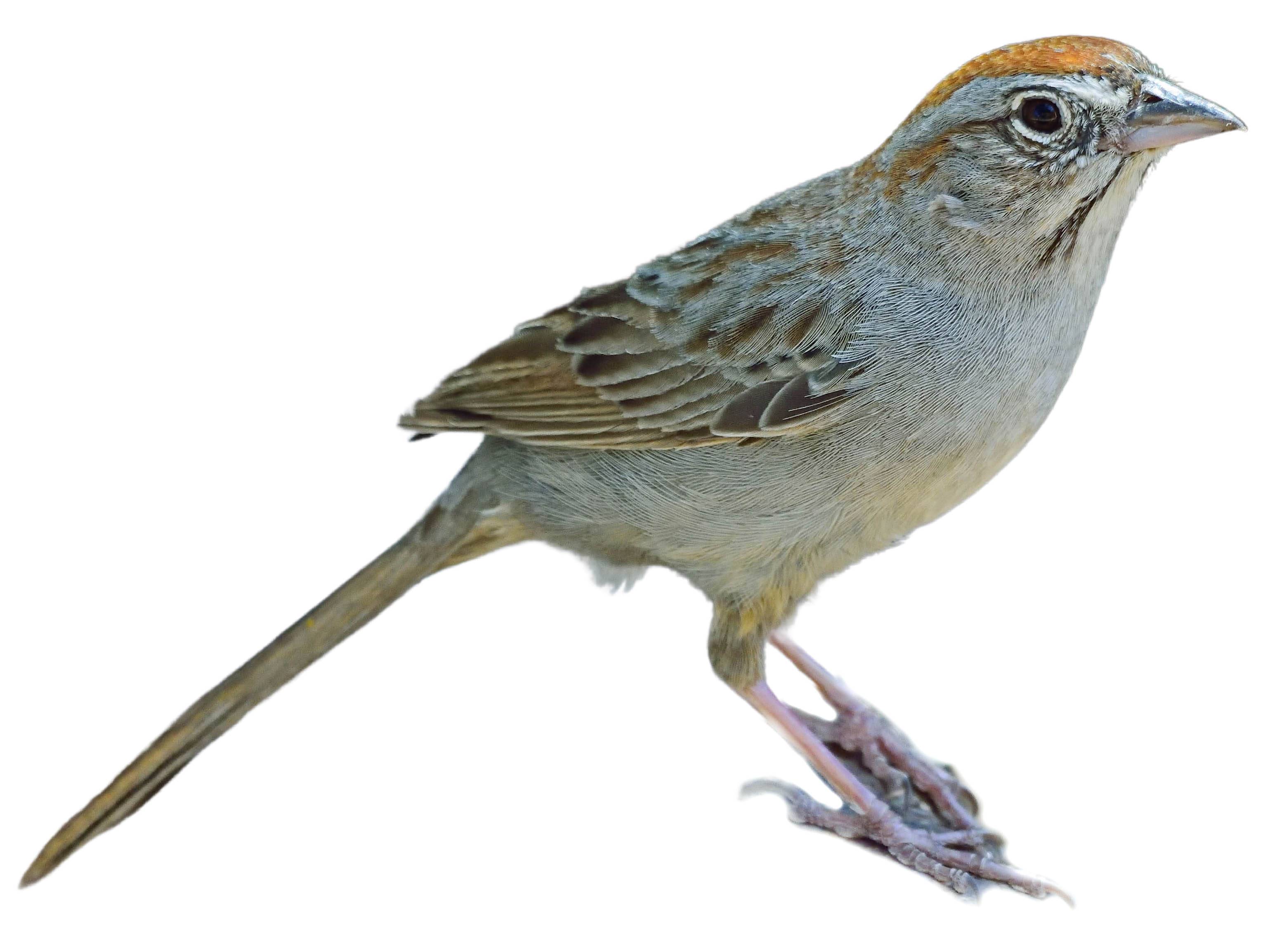 A photo of a Rufous-crowned Sparrow (Aimophila ruficeps)