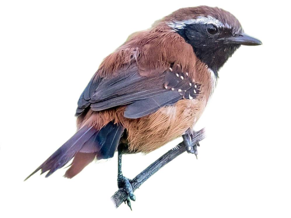 A photo of a Rusty-backed Antwren (Formicivora rufa), male