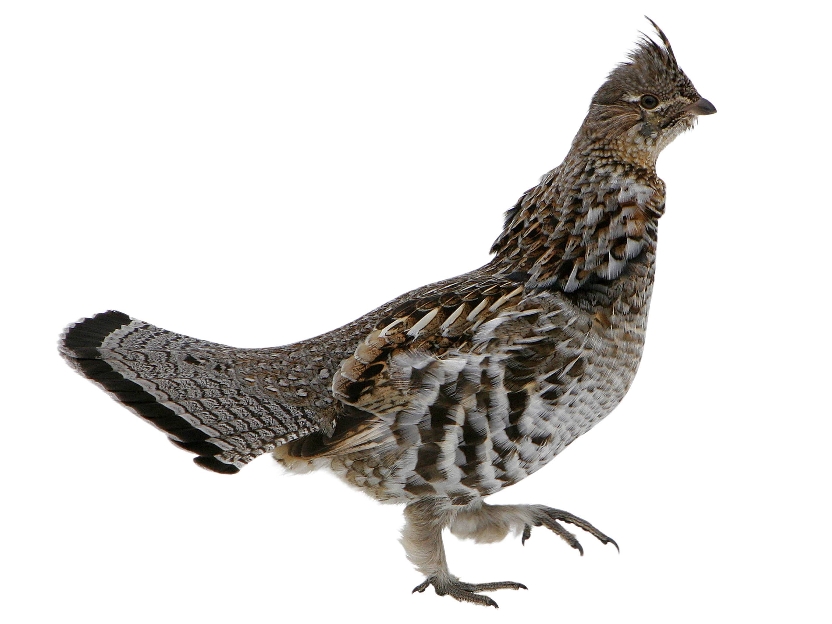 A photo of a Ruffed Grouse (Bonasa umbellus)