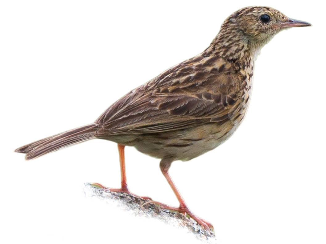A photo of a Hellmayr's Pipit (Anthus hellmayri)