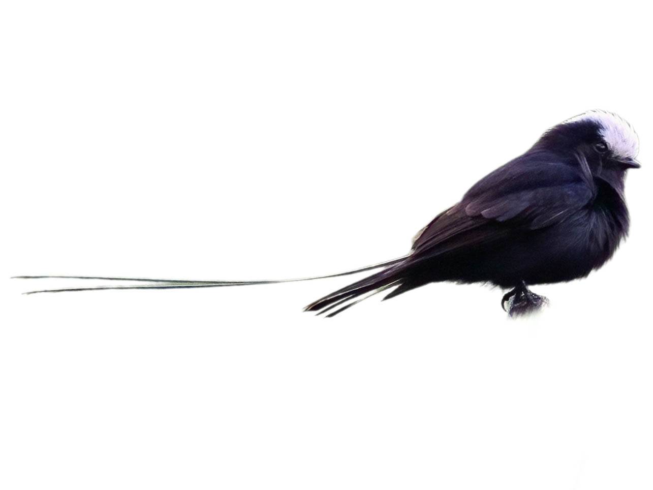 A photo of a Long-tailed Tyrant (Colonia colonus)