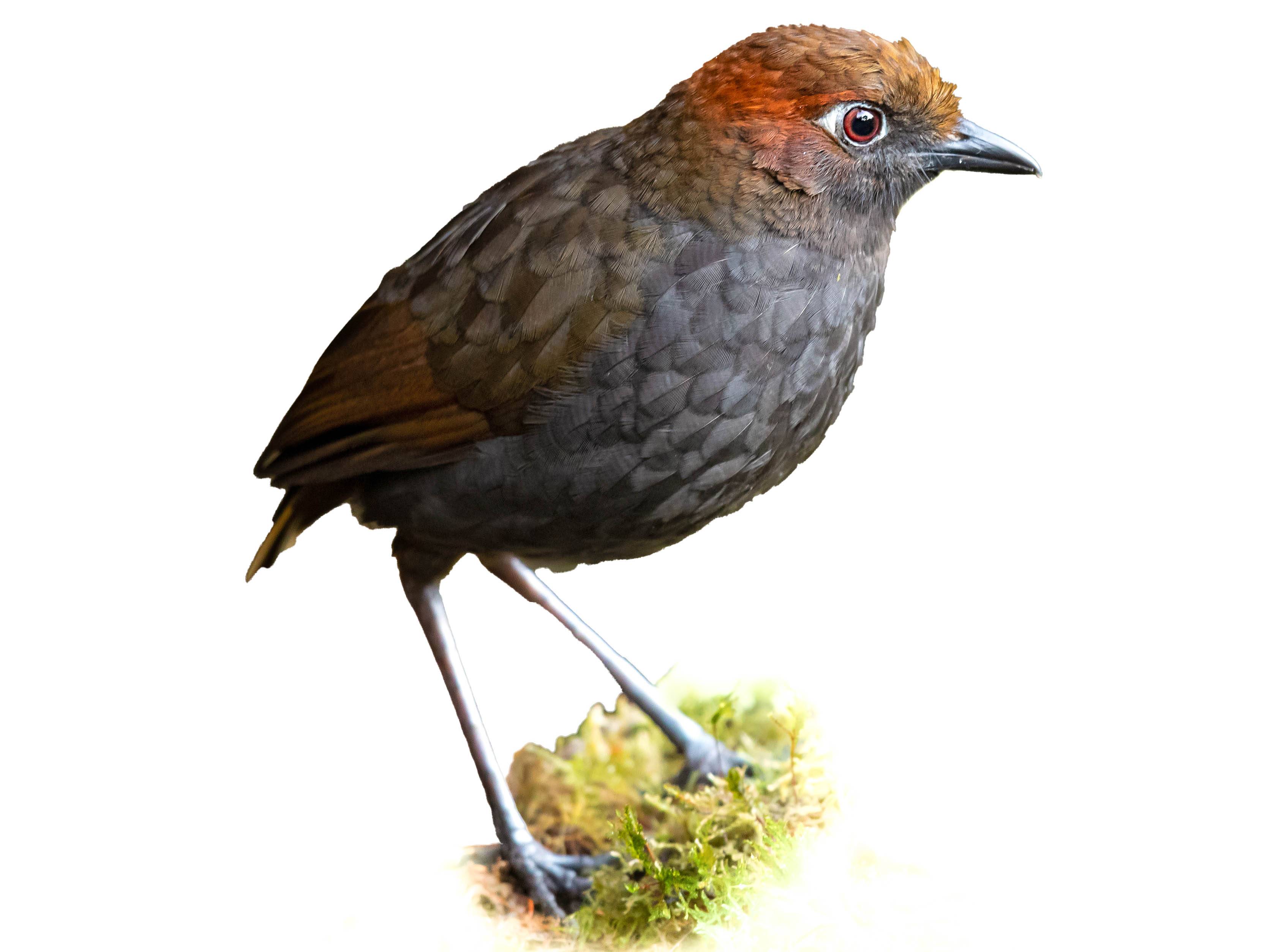 A photo of a Chestnut-naped Antpitta (Grallaria nuchalis)